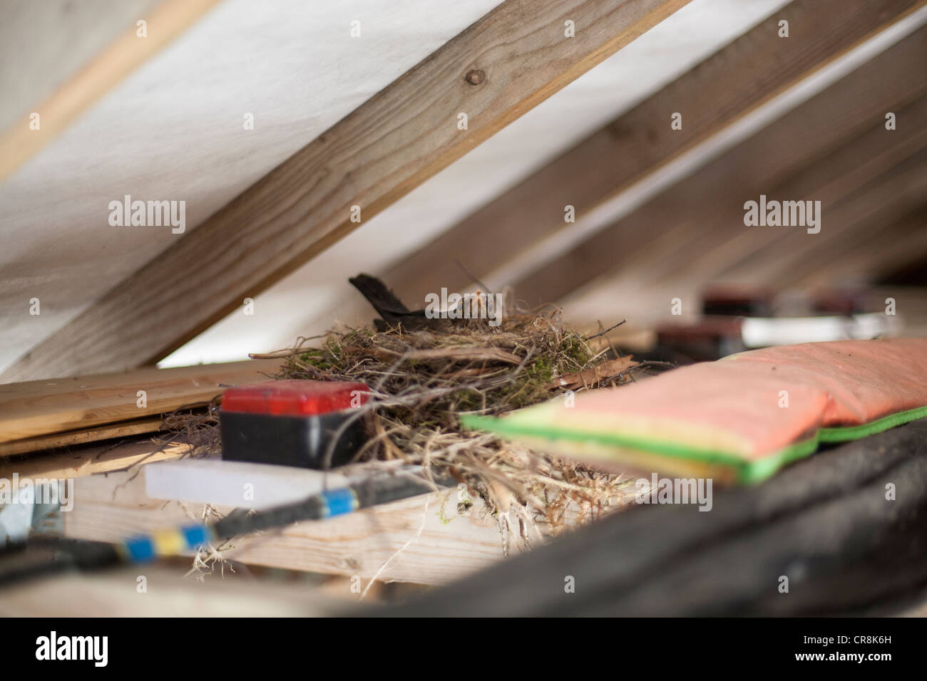 Female blackbird sits on top of her nest waiting for her eggs to hatch
