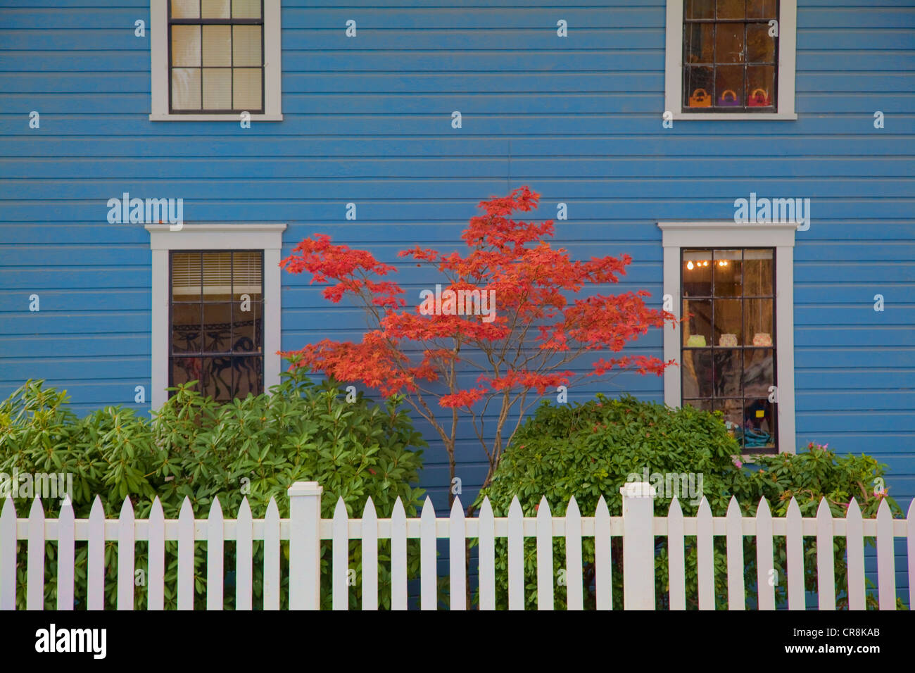 A house wall. Traditional clapboard painted blue. Windows. A tree, Japanese Maple, with red foliage. Stock Photo
