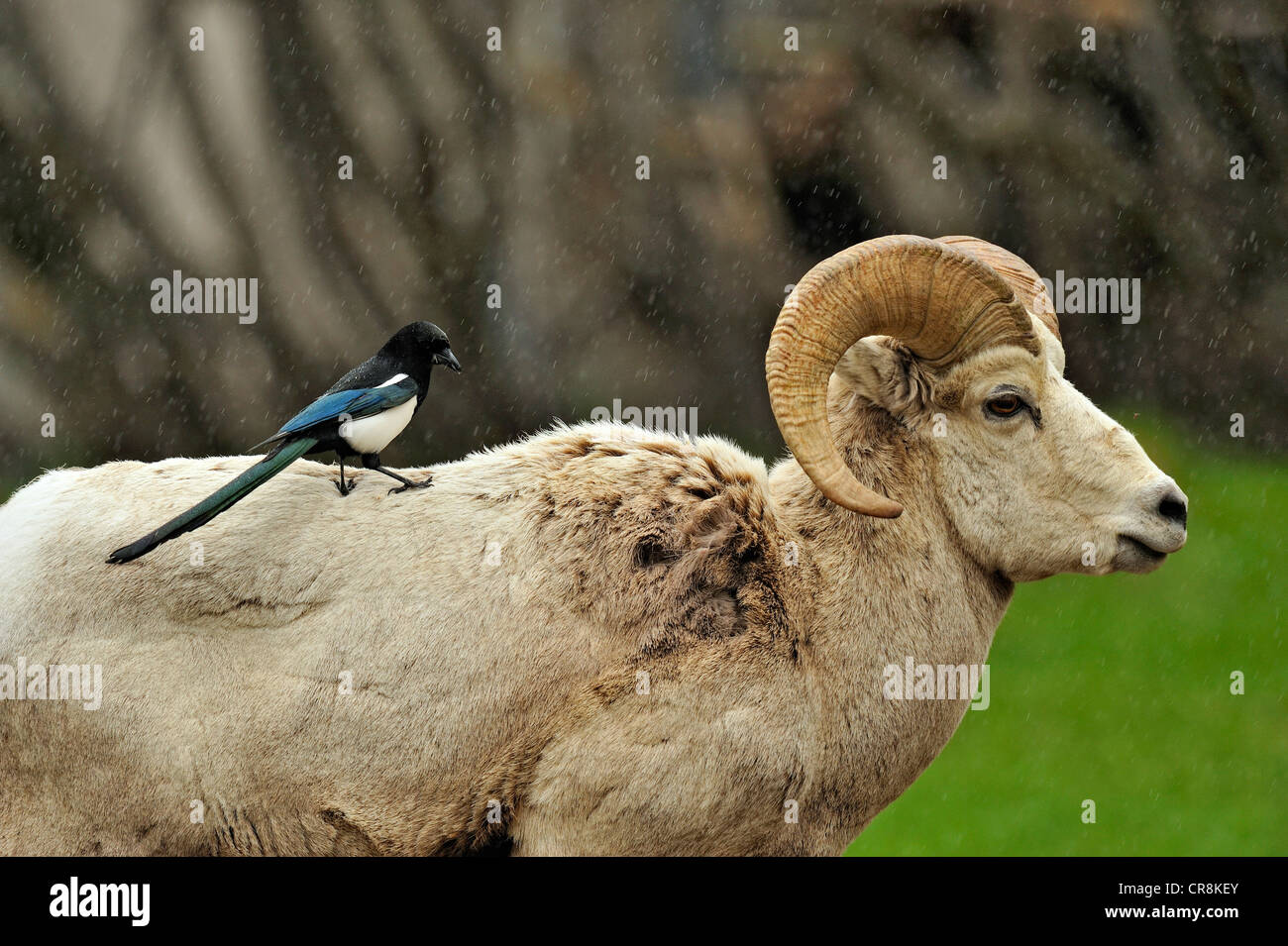 Magpie (Pica hudsonia) plucking fur from a Bighorn sheep Ram (Ovis