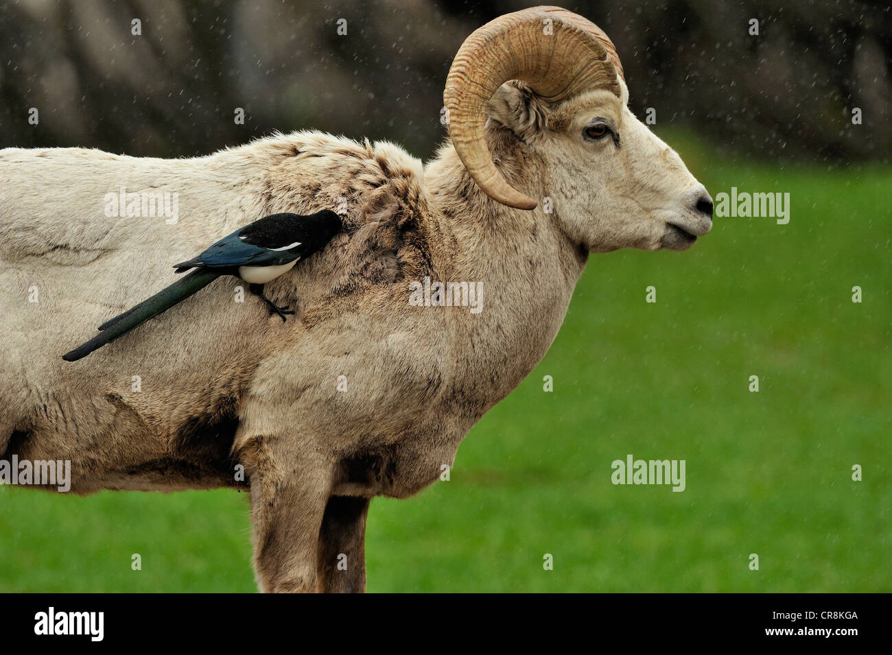 Plucking fur from a bighorn sheep ram hires stock photography and