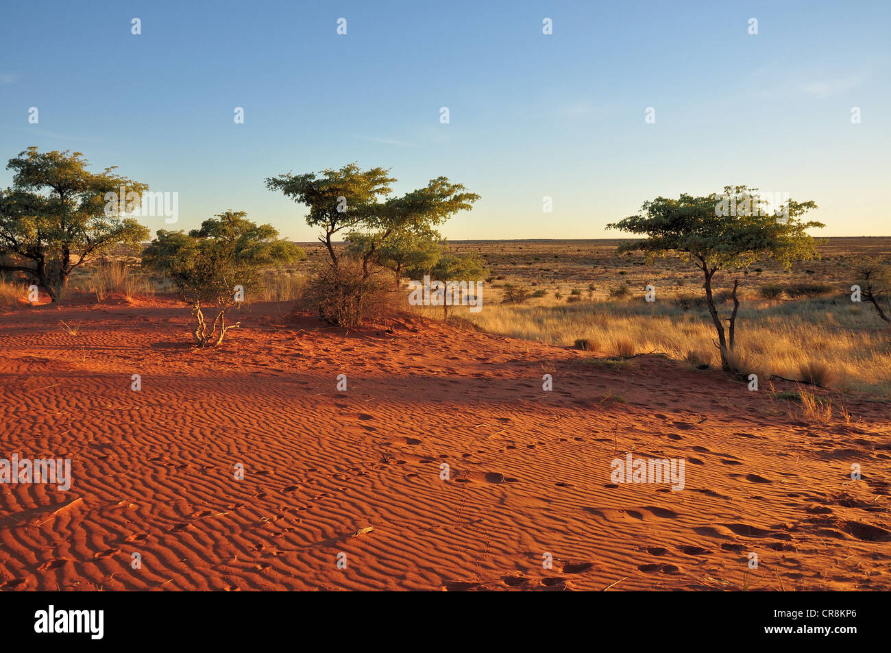 Kalahari desert tree dune hires stock photography and images Alamy