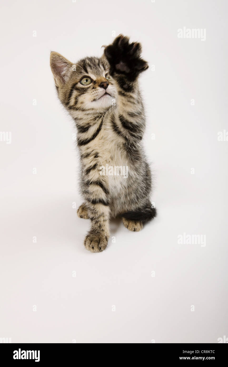 Kitten waving Stock Photo