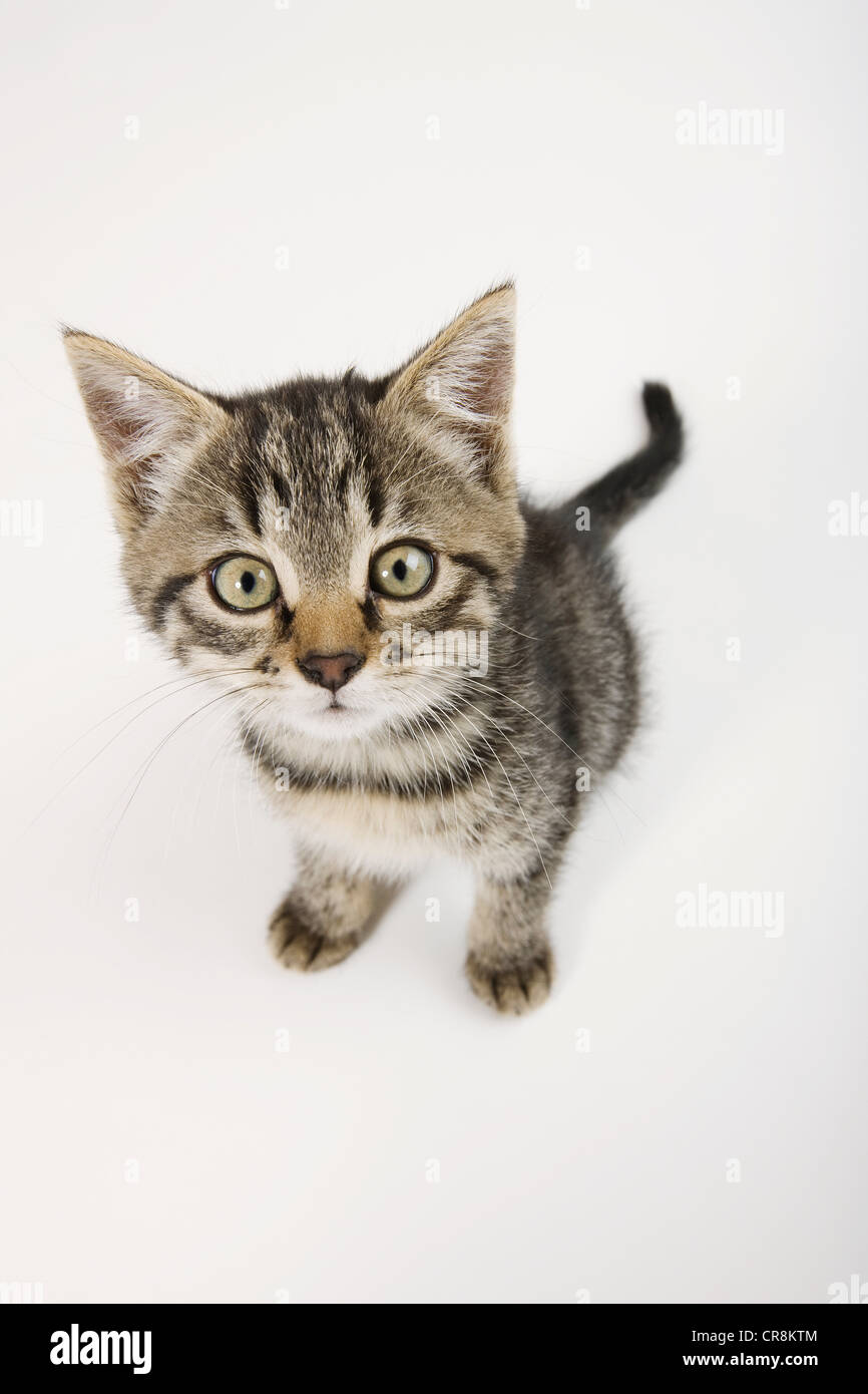Cute kitten looking at camera Stock Photo