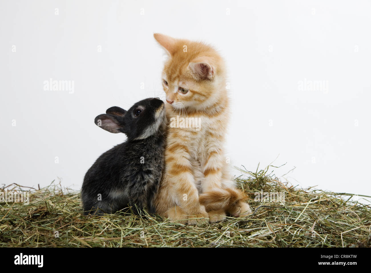 Ginger kitten and rabbit Stock Photo Alamy