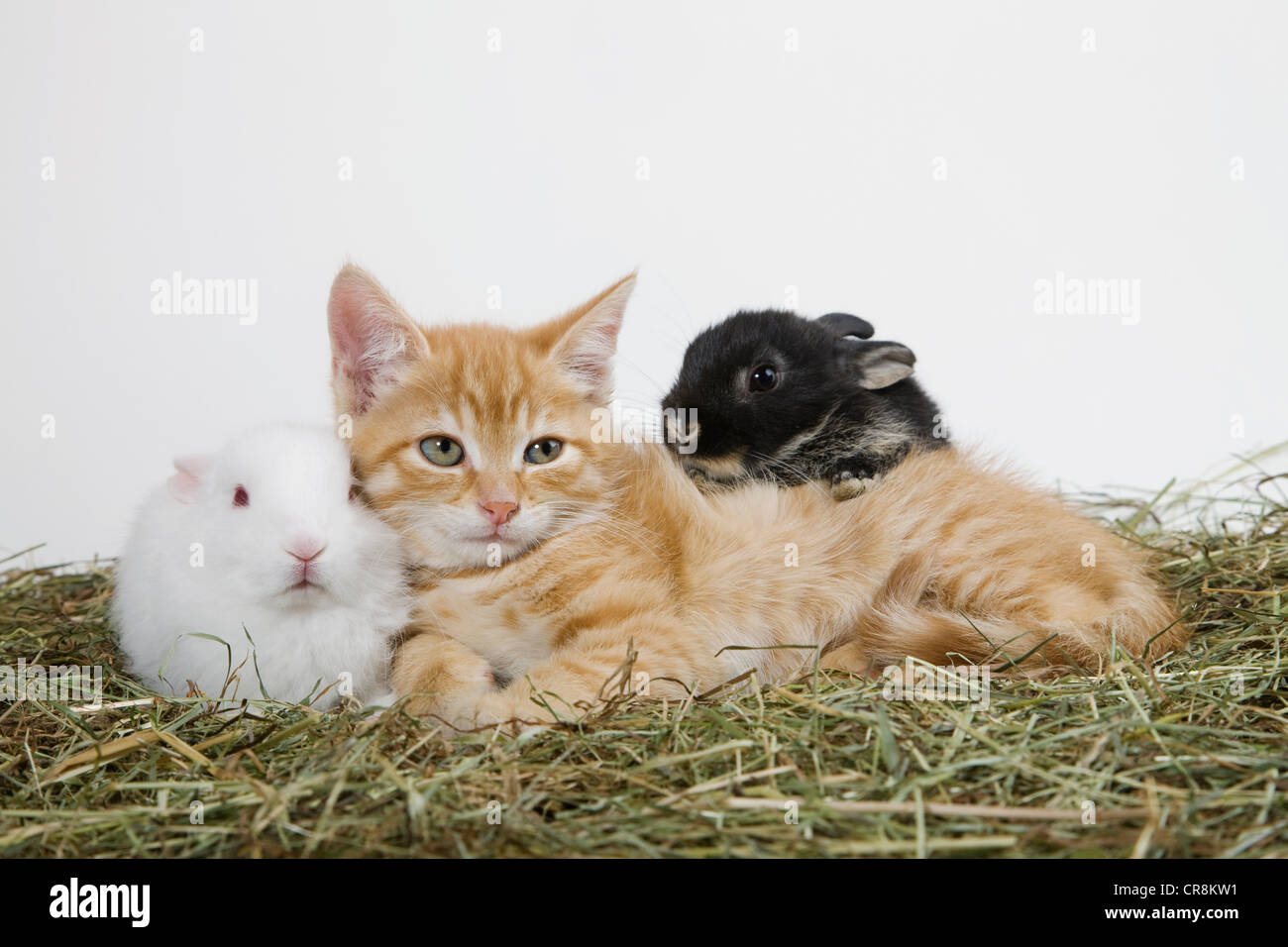 Ginger kitten and rabbits Stock Photo - Alamy