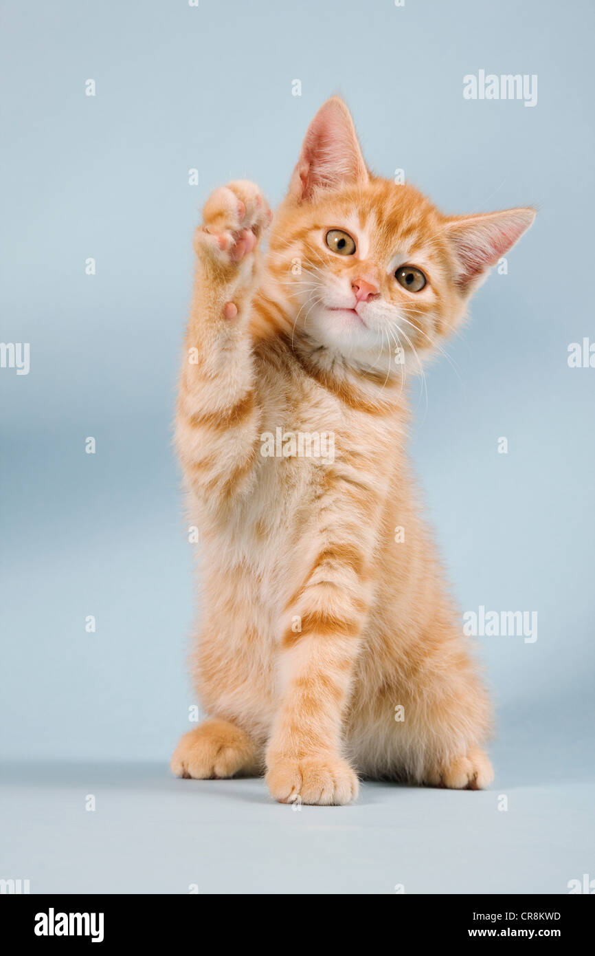 Ginger kitten waving Stock Photo