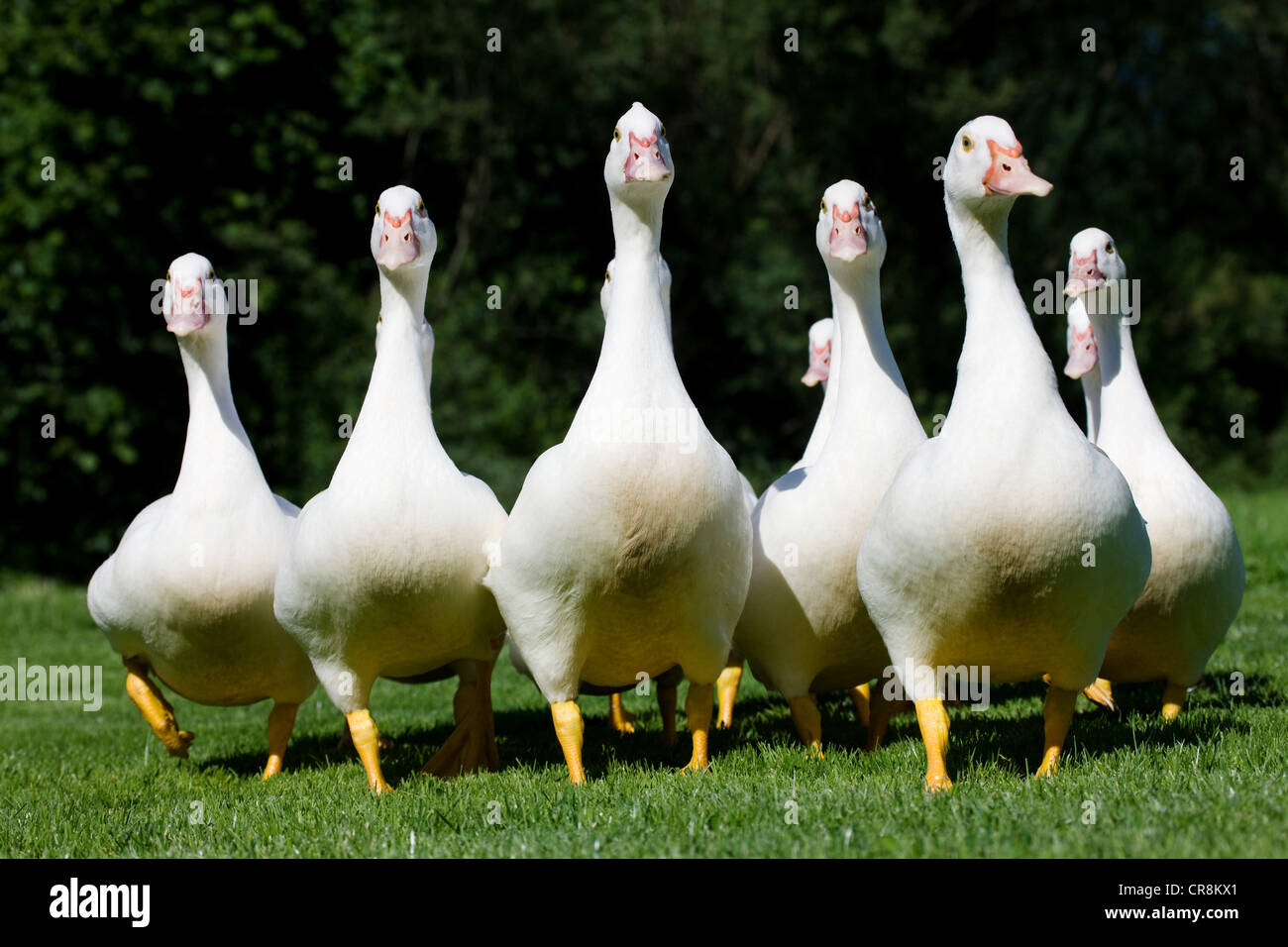 Gaggle of geese Stock Photo