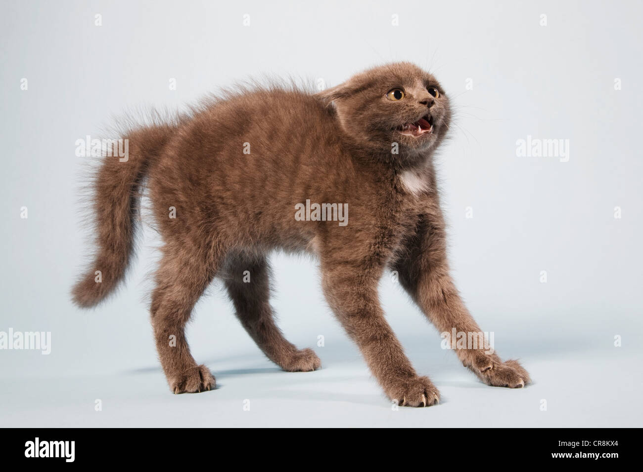 Small Orange Cat With Long Curly Hair Is Standing With An Angry Face  Background, Mean Cat Pictures, Cat, Pet Background Image And Wallpaper for  Free Download