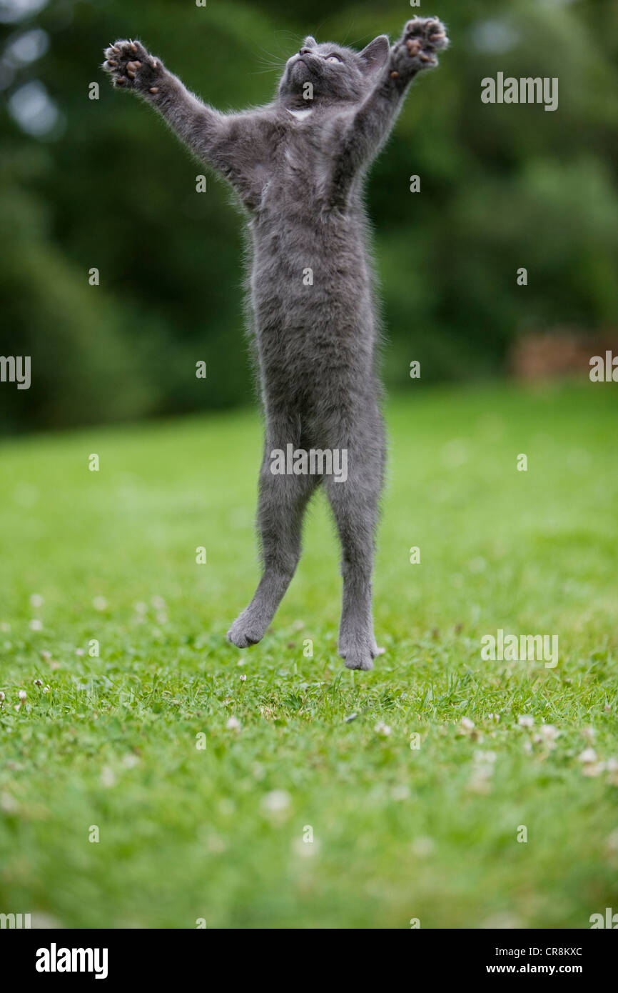 Grey cat jumping in mid air Stock Photo