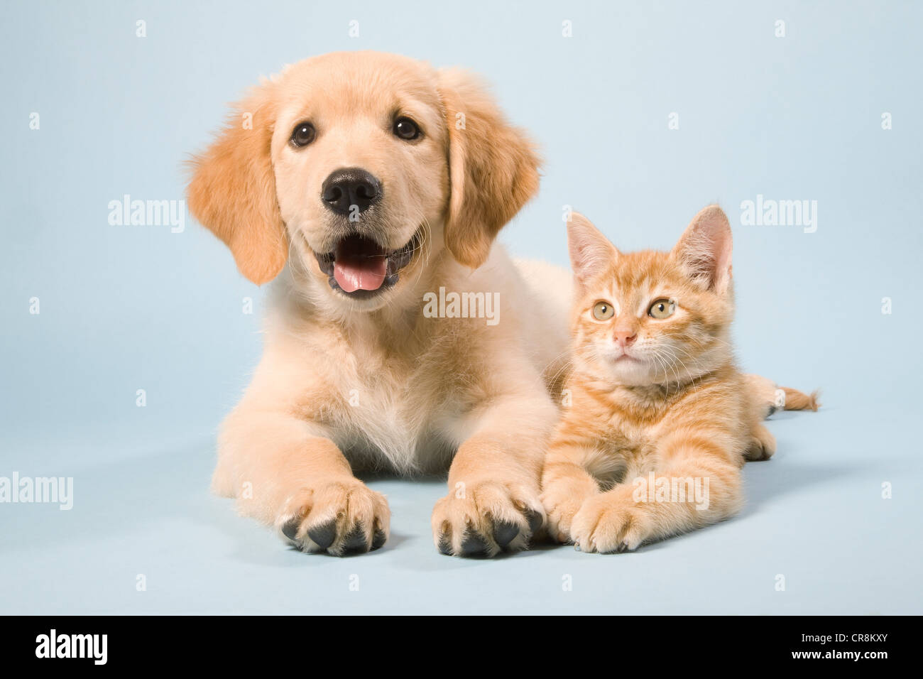 Dog and cat lying down, portrait Stock Photo