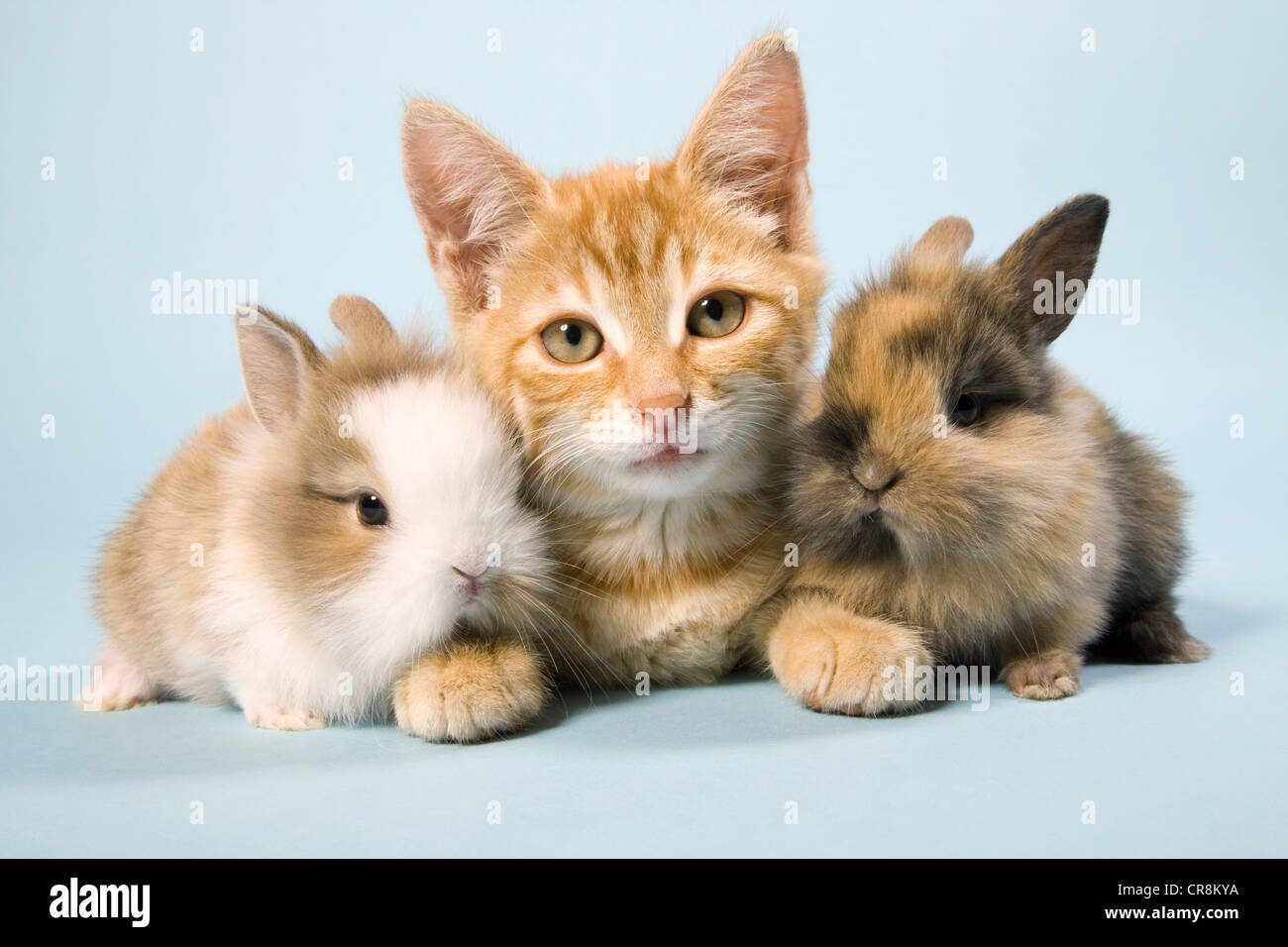 Cat and rabbits Stock Photo Alamy