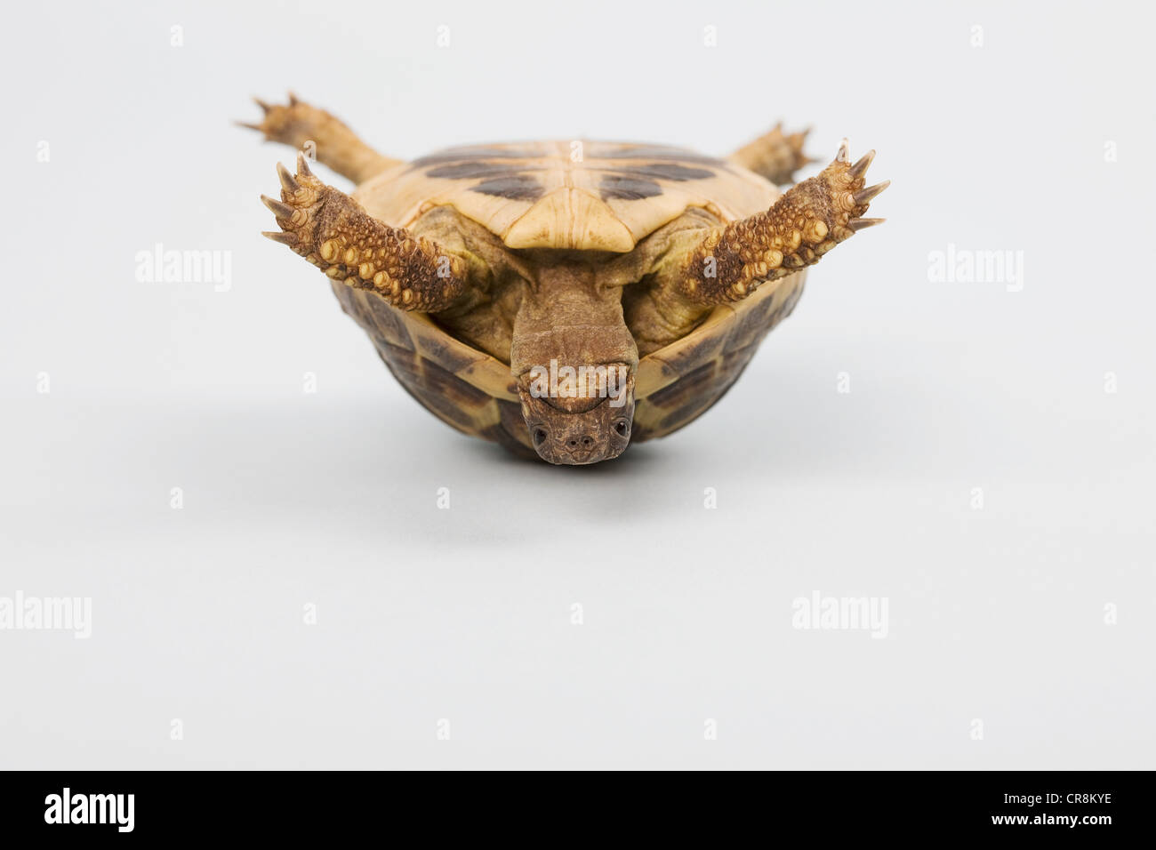 Tortoise upside down, studio shot Stock Photo