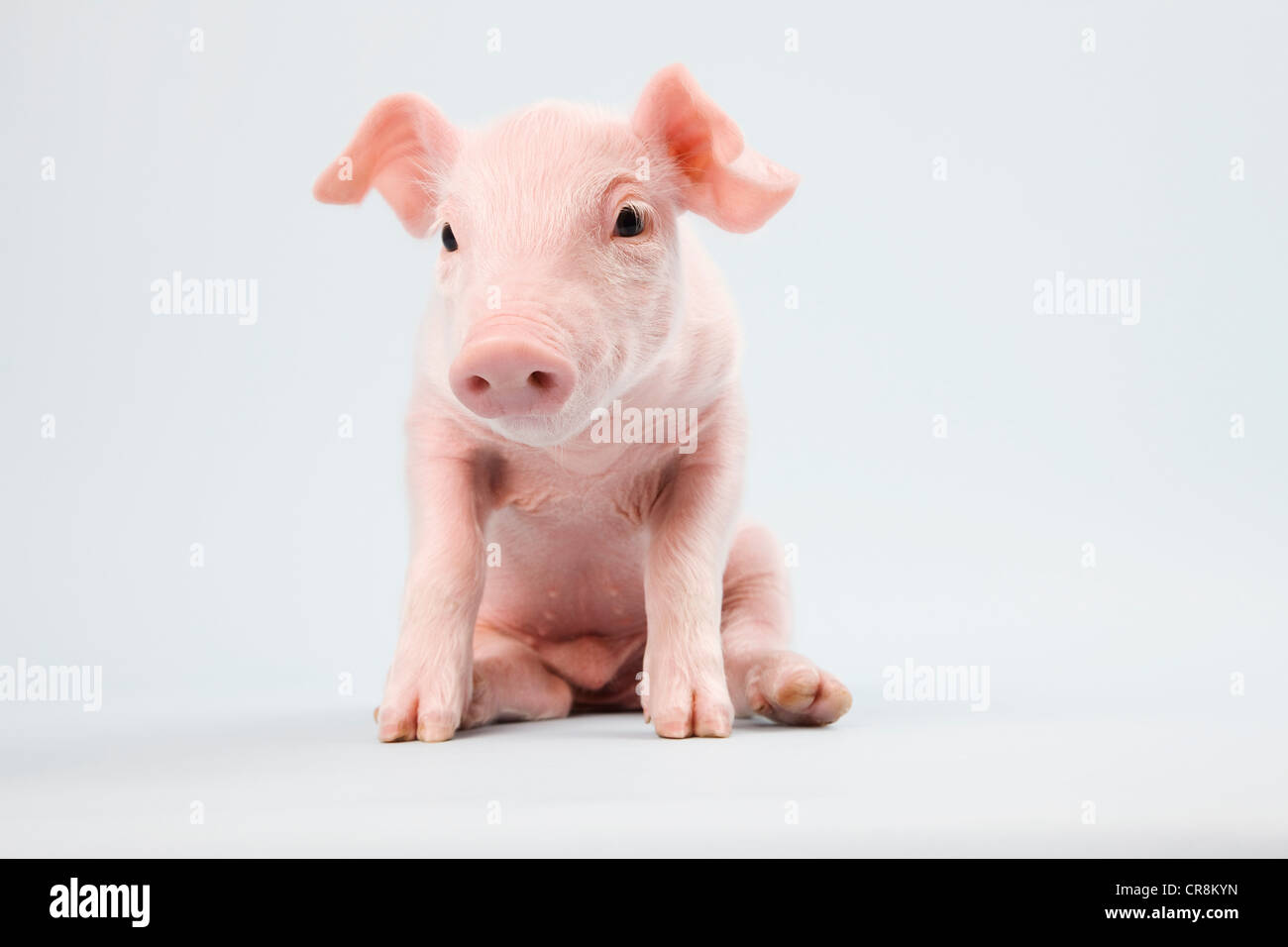 Cute piglet, studio shot Stock Photo