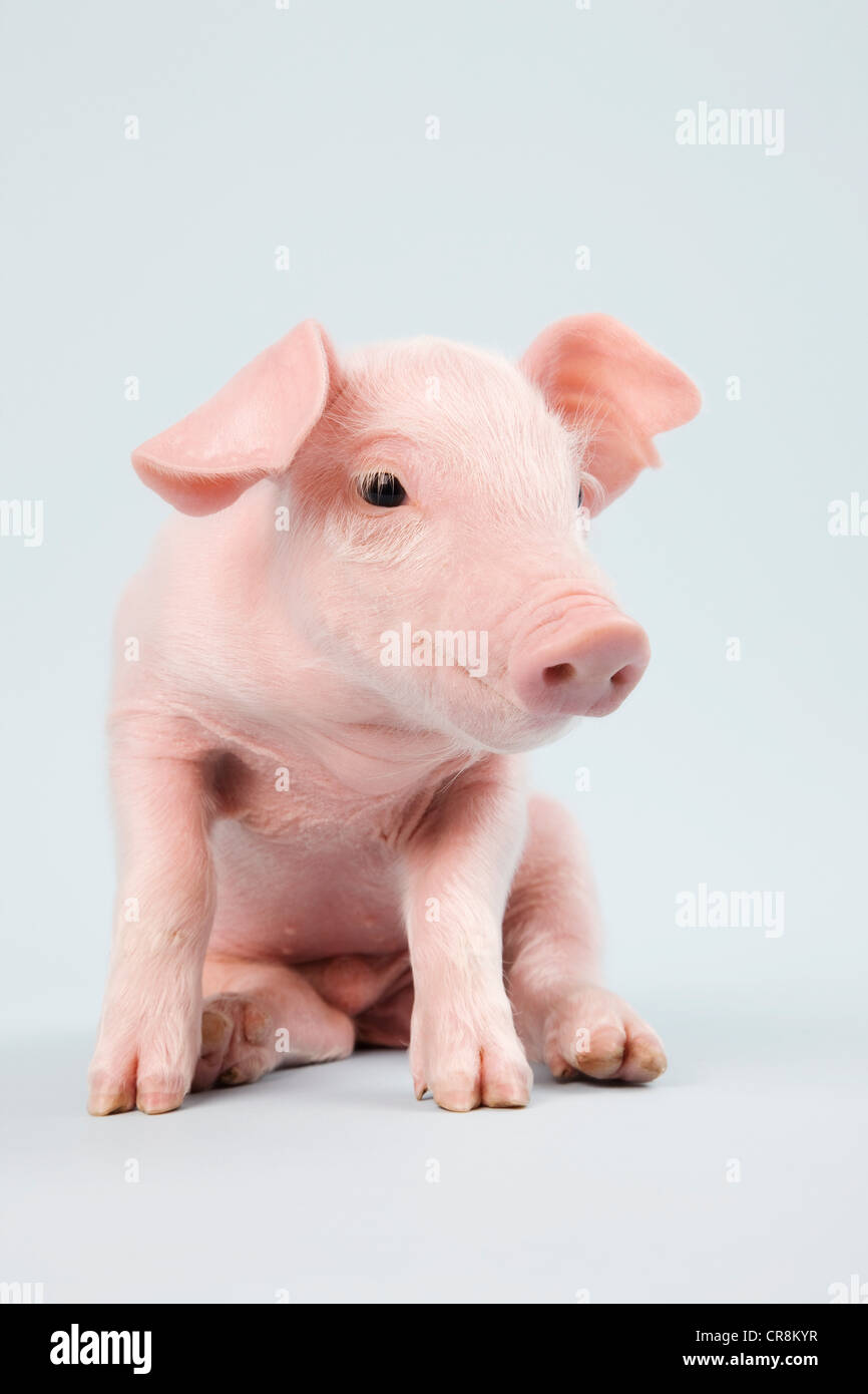 Cute piglet, studio shot Stock Photo