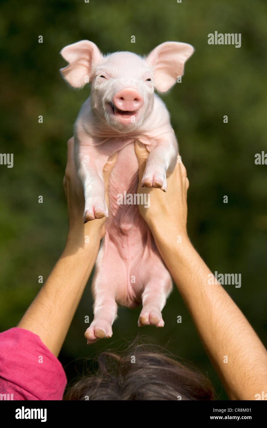 Person holding piglet above head Stock Photo