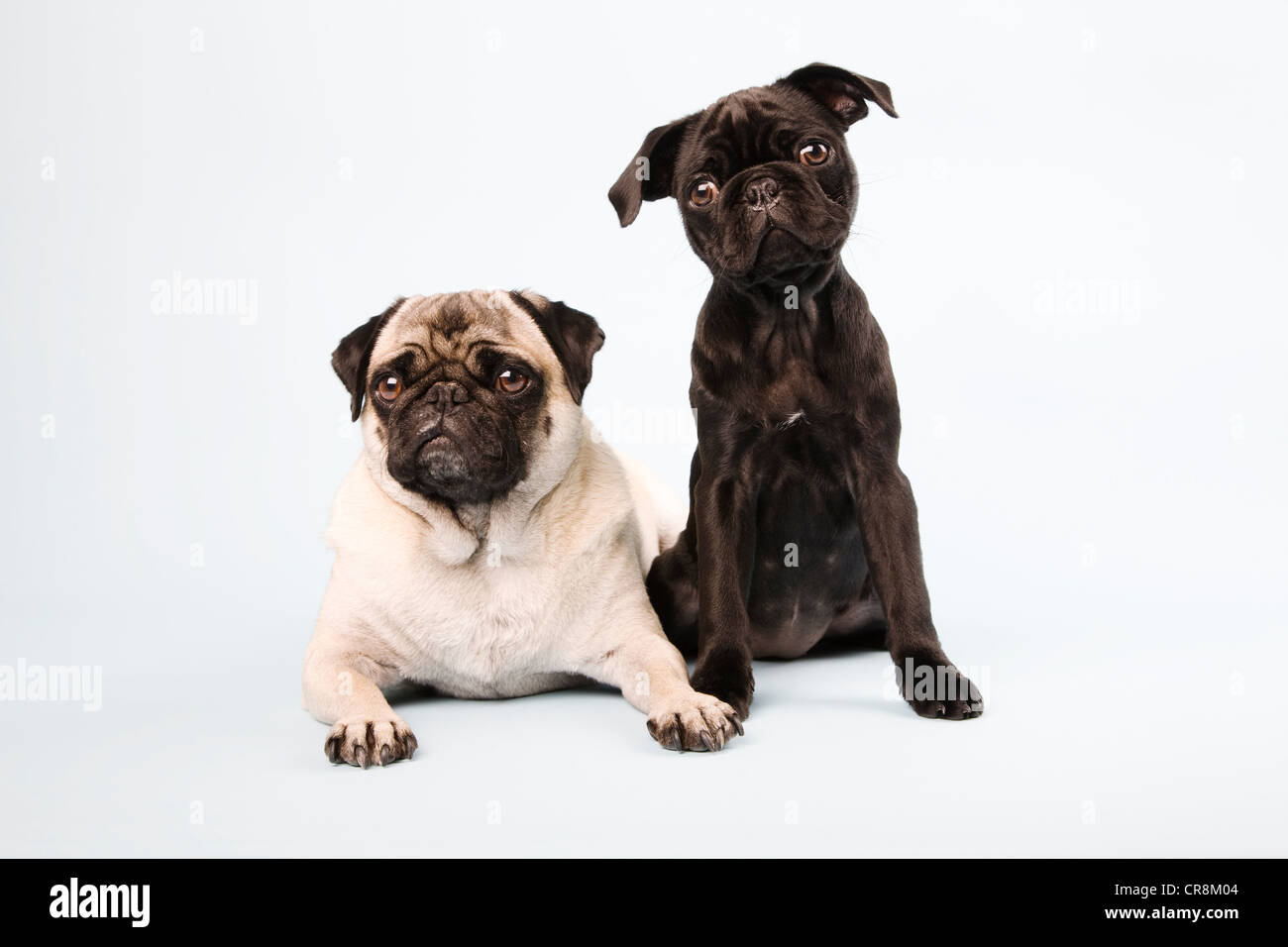 How Do Dogs Sit Down