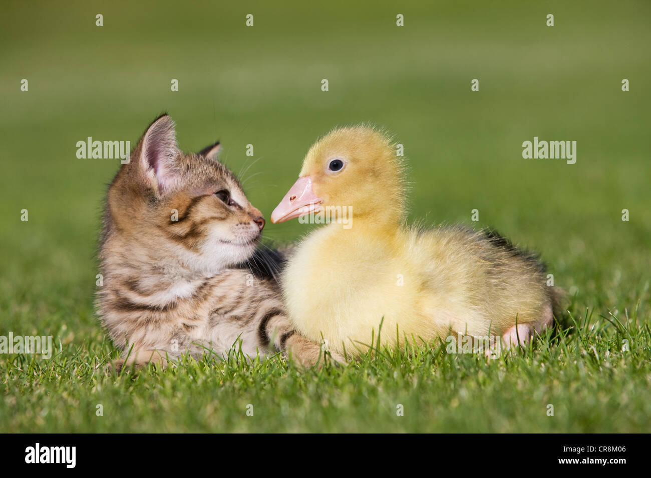 Kitten and gosling on grass Stock Photo