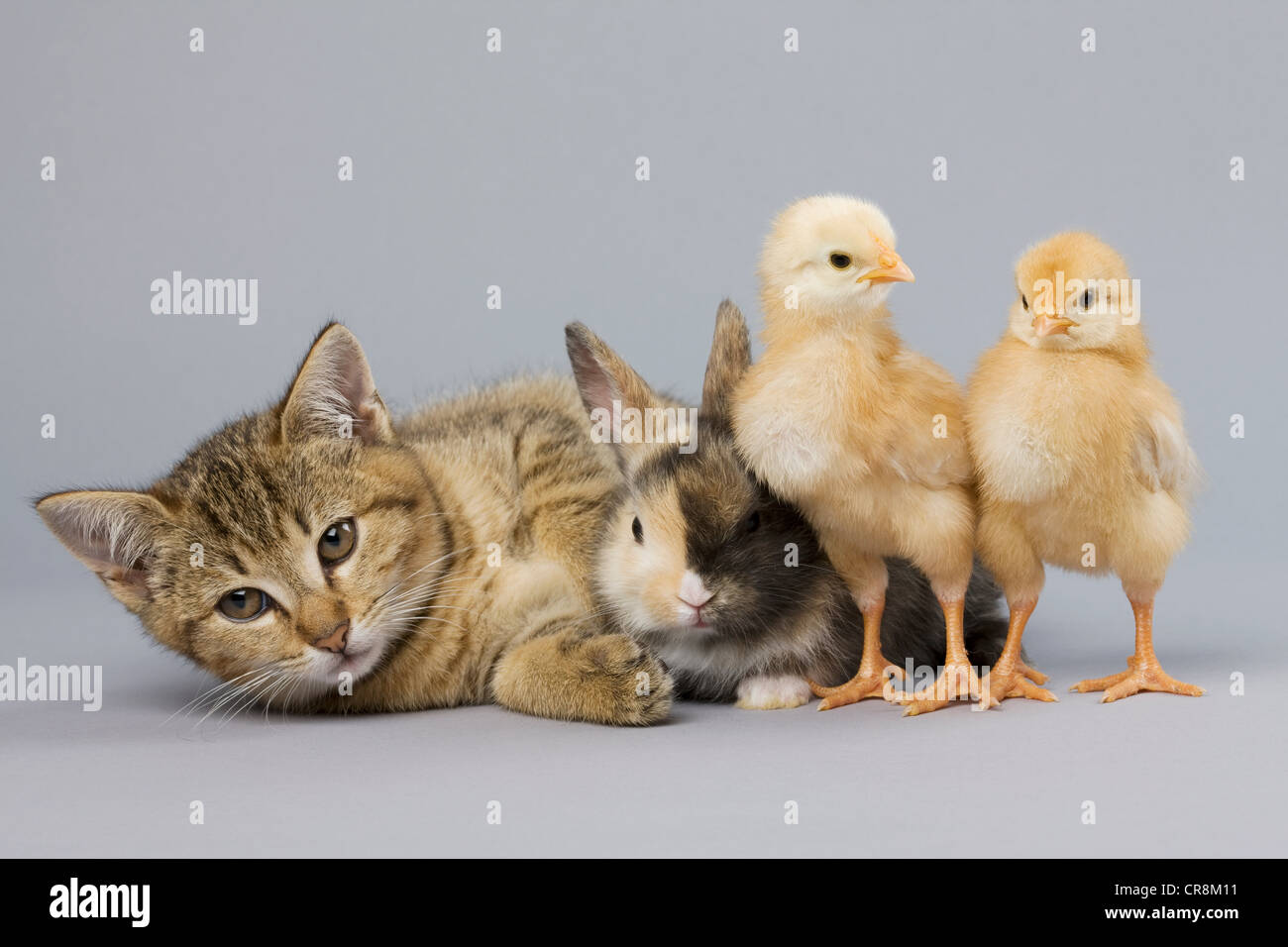 Cute Bunnies And Kittens