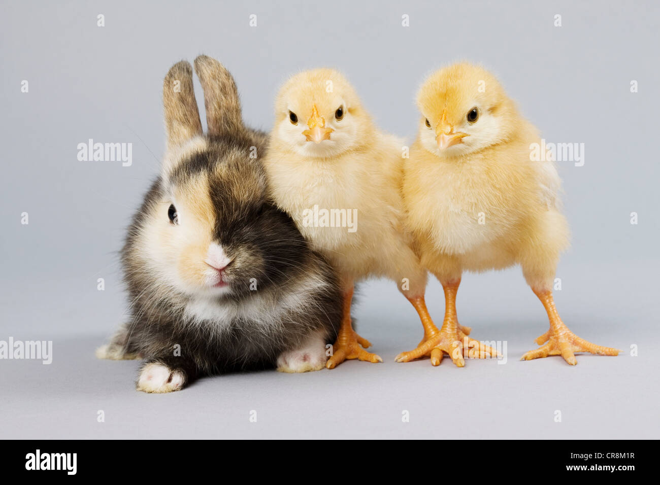 Rabbit and chicks, studio shot Stock Photo