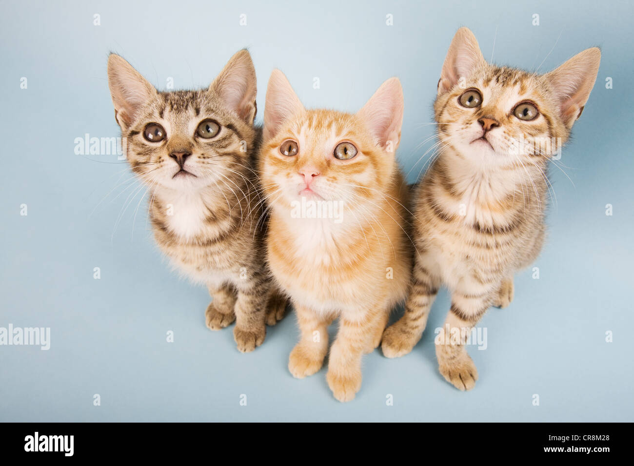 Three cats looking up Stock Photo