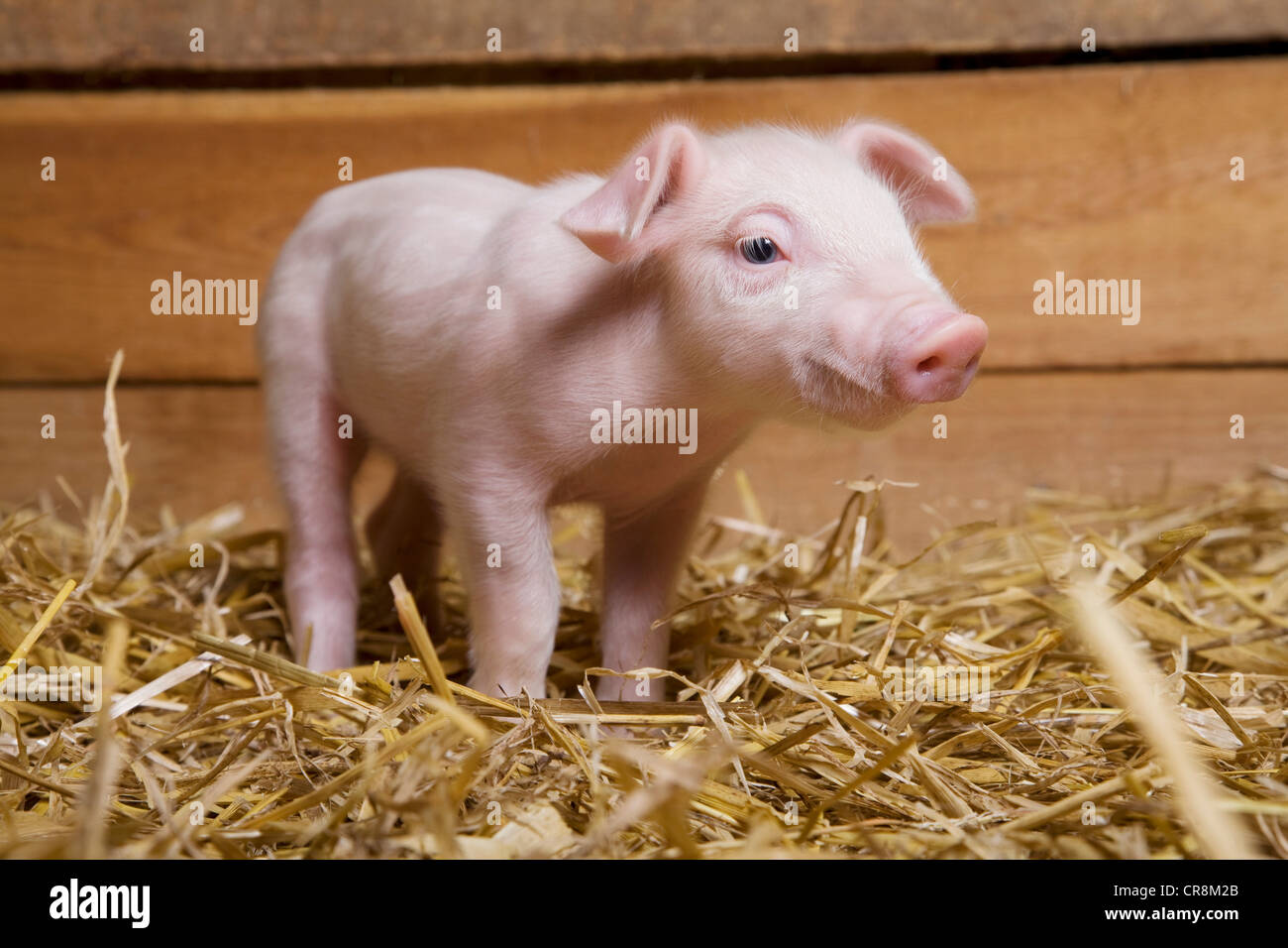 Piglet on straw Stock Photo