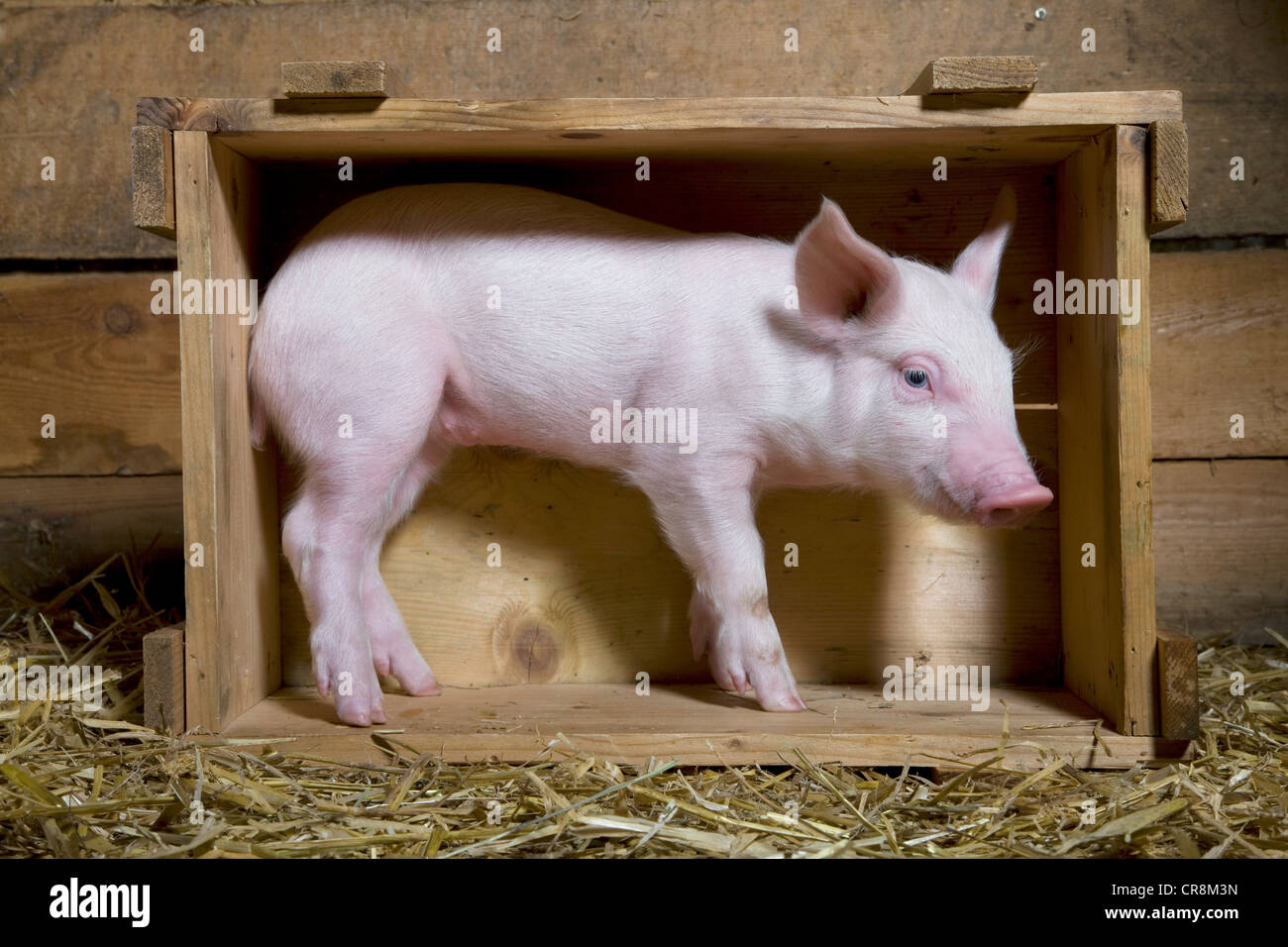 Piglet standing in wooden crate Stock Photo