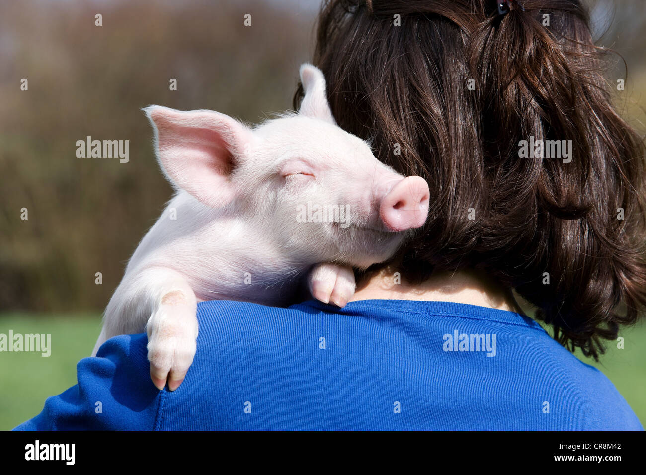 Person holding piglet over shoulder Stock Photo