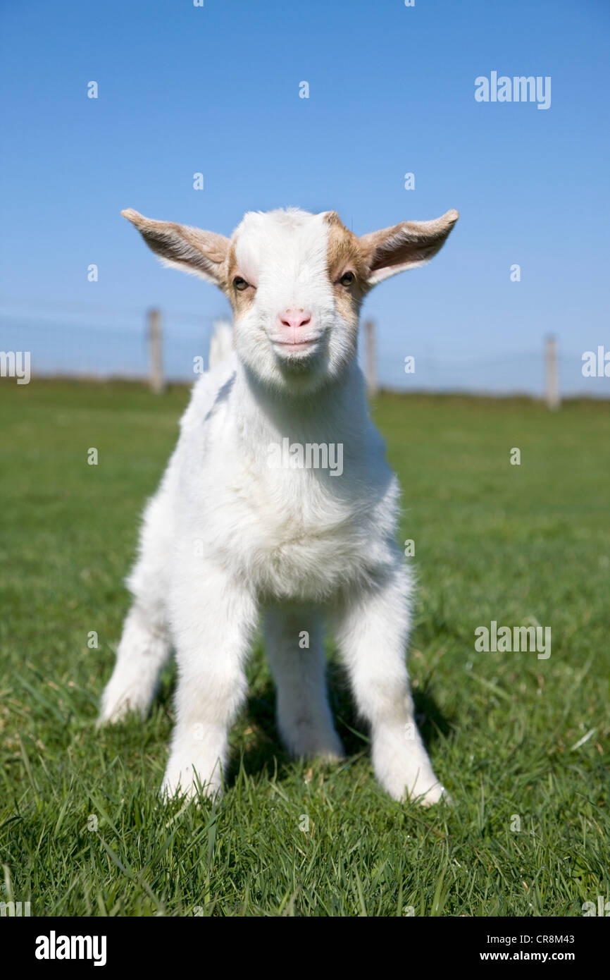 Goat kid in field Stock Photo