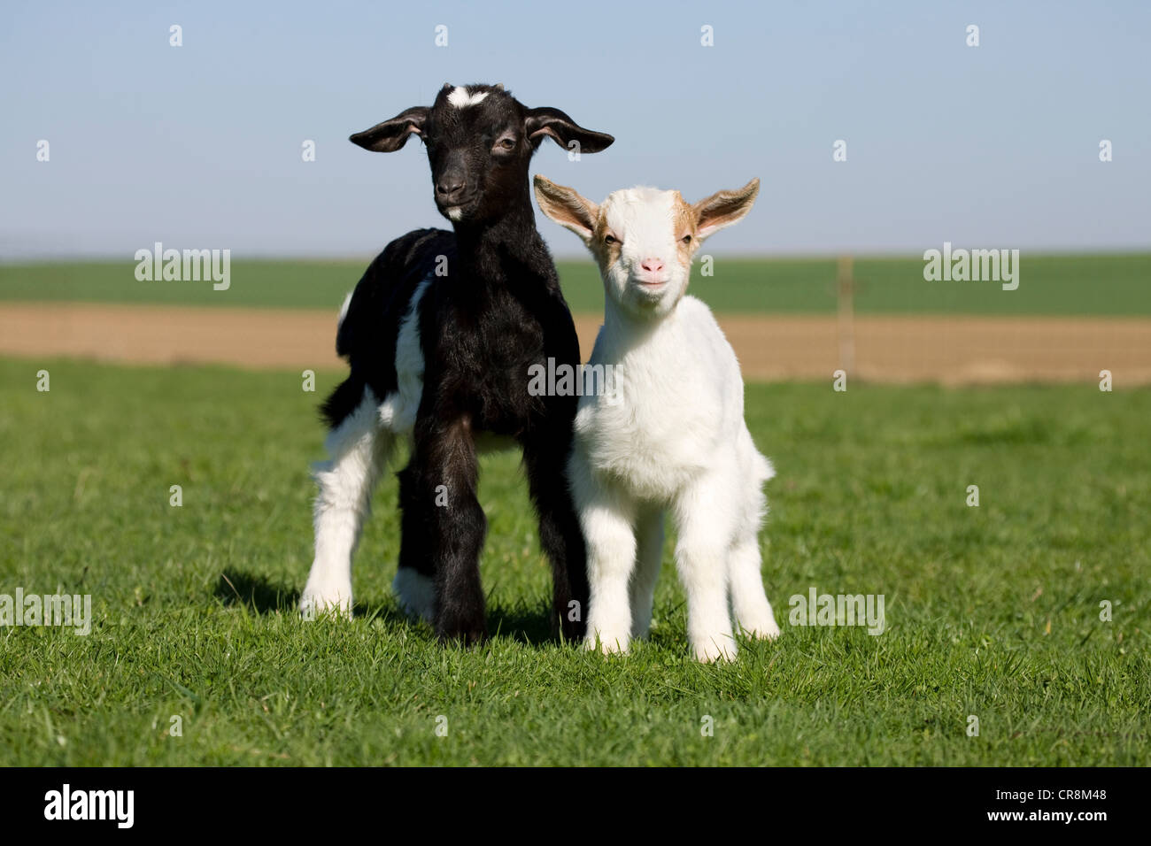 Two goat kids in field Stock Photo Alamy