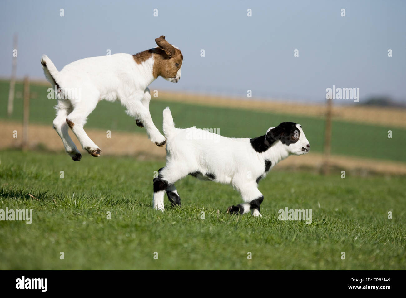 Two goat kids jumping Stock Photo