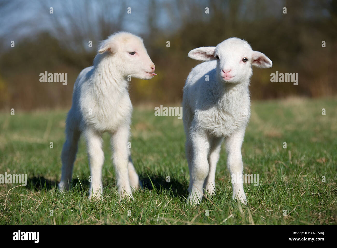 Two lambs in field Stock Photo