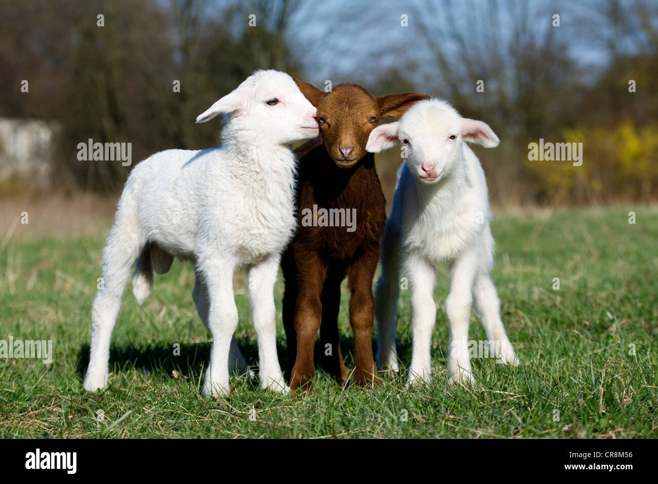 Three goat kids on grass Stock Photo Alamy