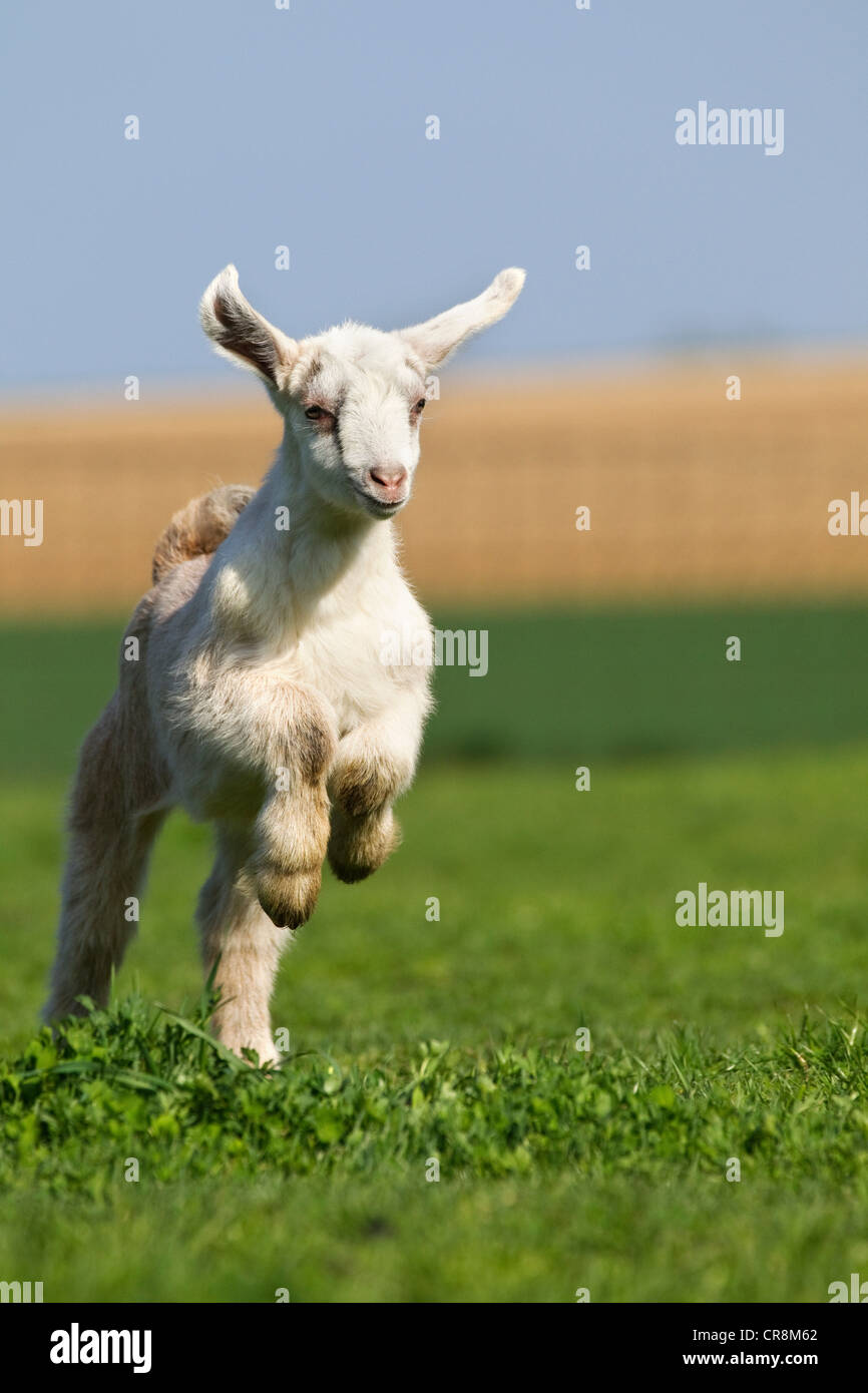 Goat kid running on grass Stock Photo