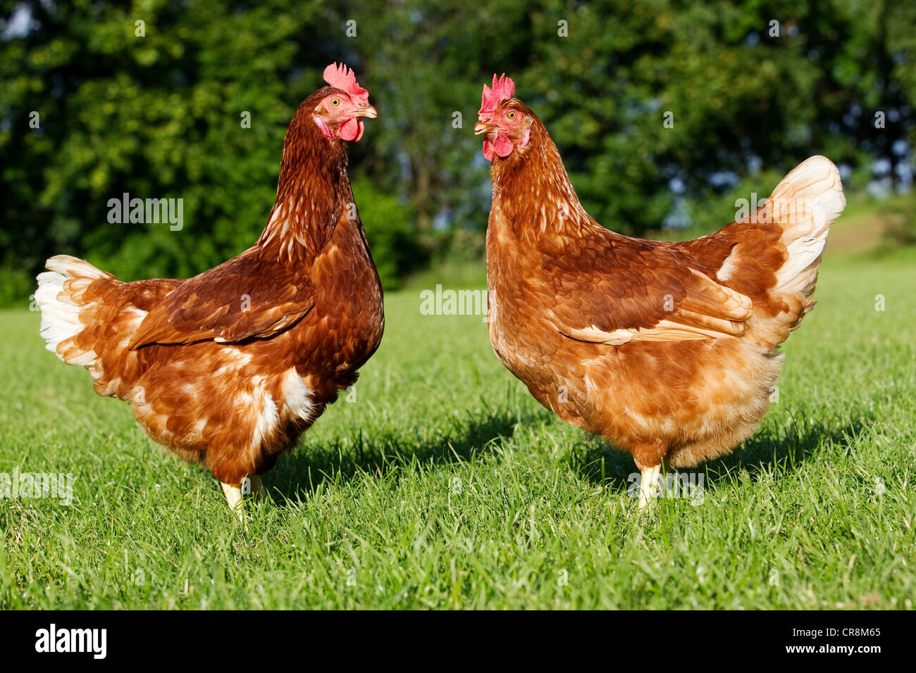 Two hens on grass Stock Photo