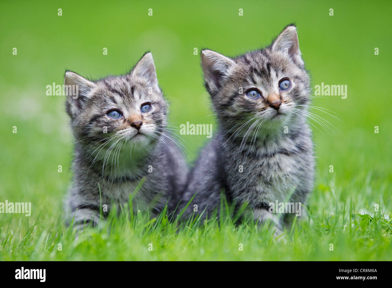 Two kittens on grass Stock Photo