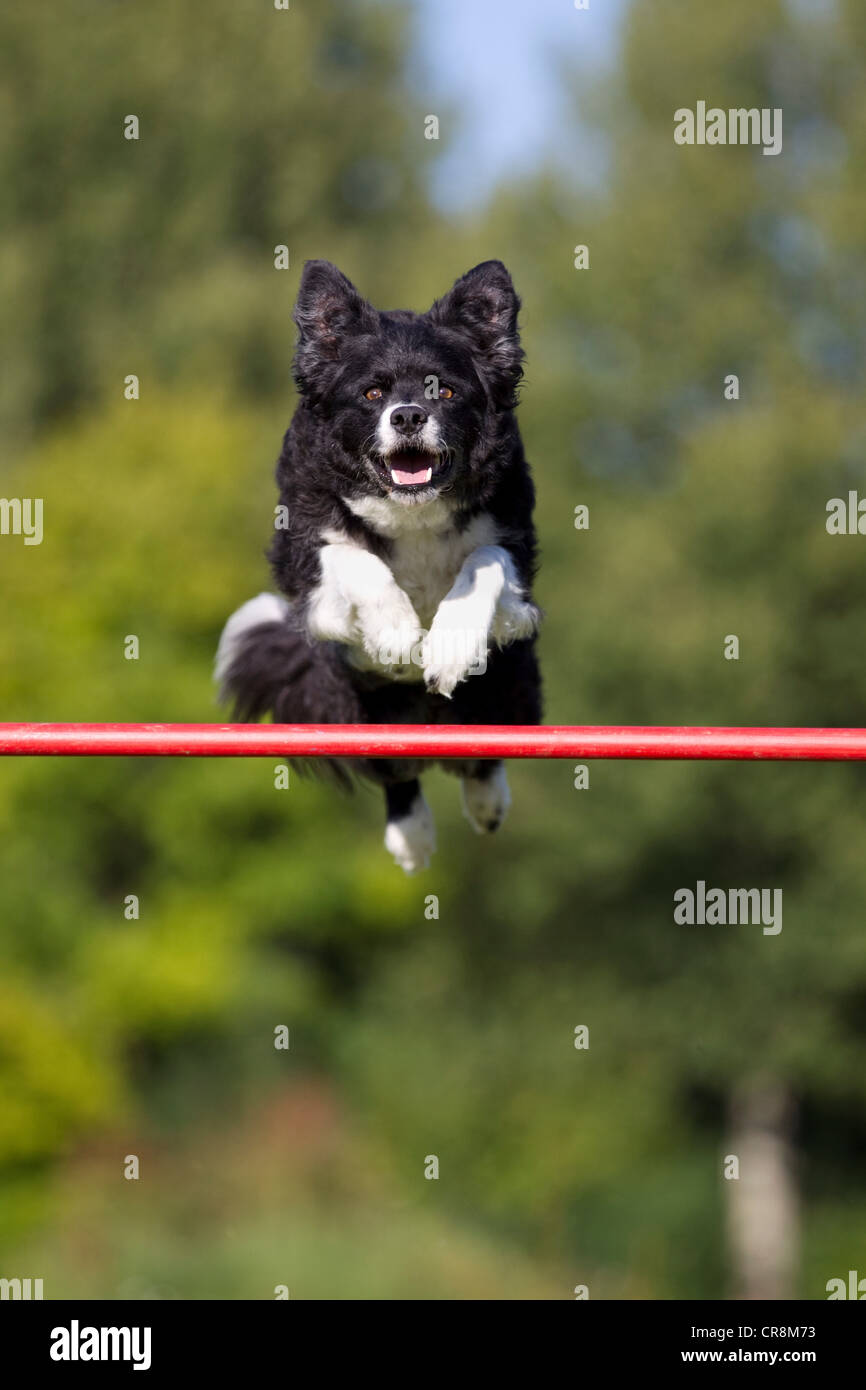 Jumping dog hires stock photography and images Alamy