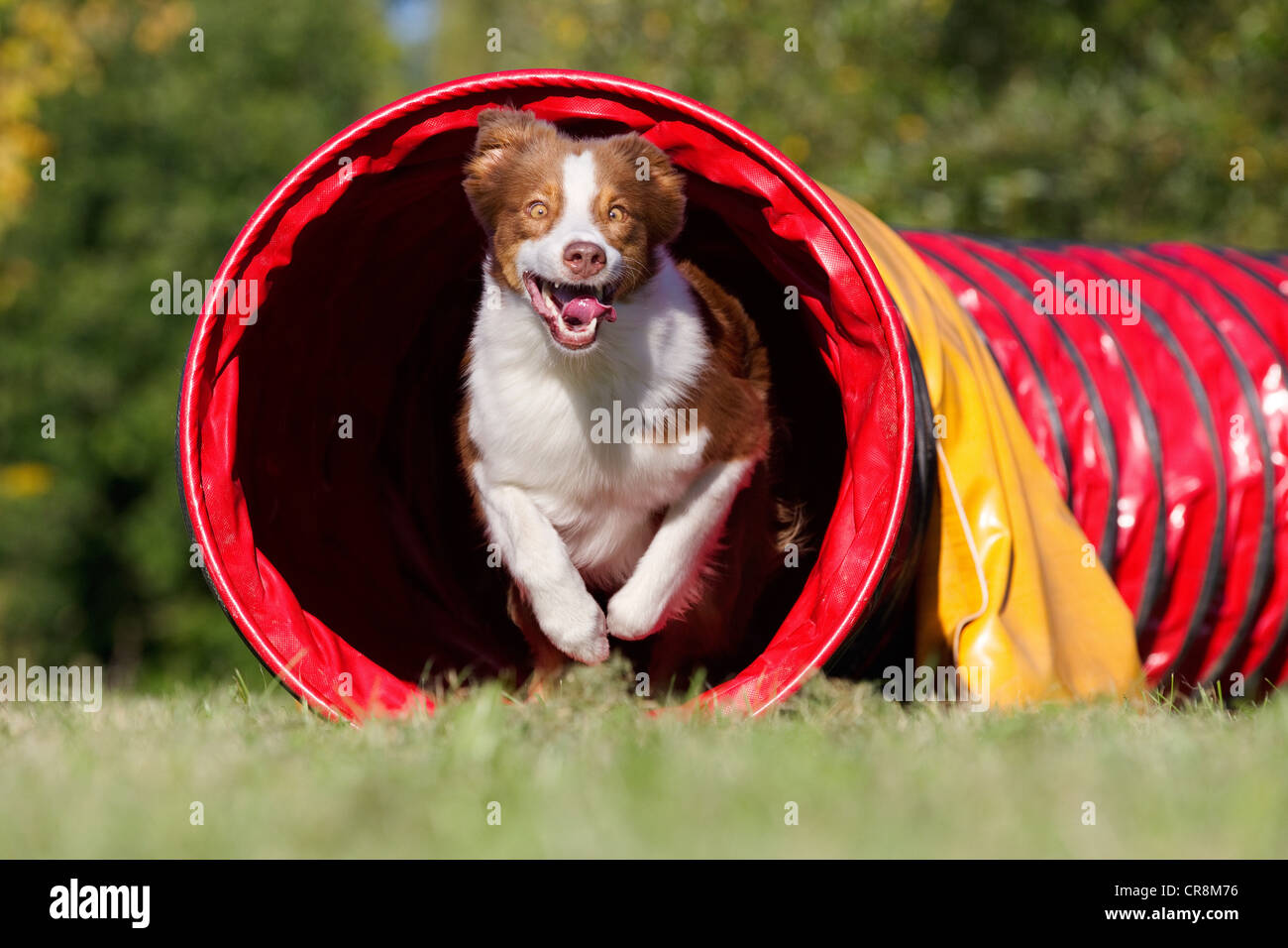 Dog running through tunnel Stock Photo Alamy
