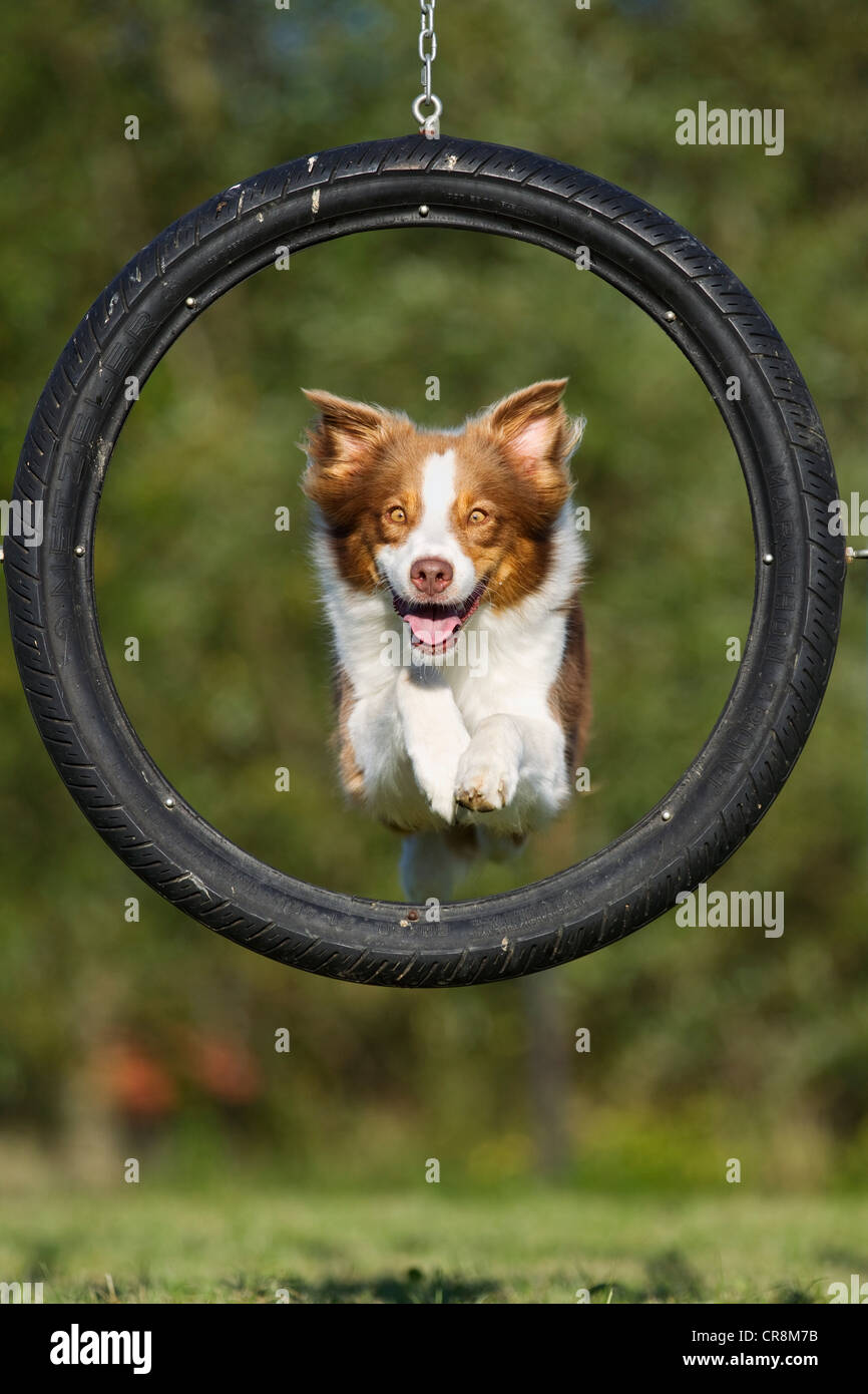 Dog jumping through tyre Stock Photo