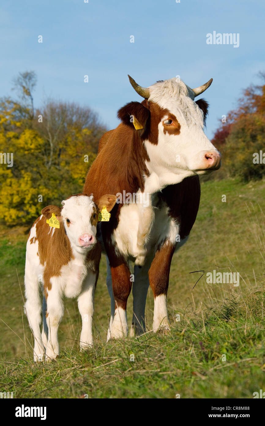 Cow and calf in field Stock Photo - Alamy