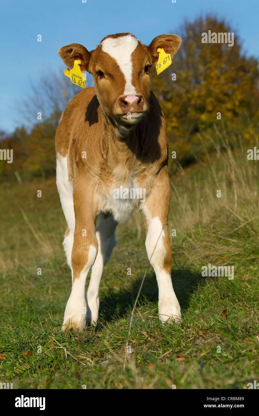 Calf with ear tags Stock Photo