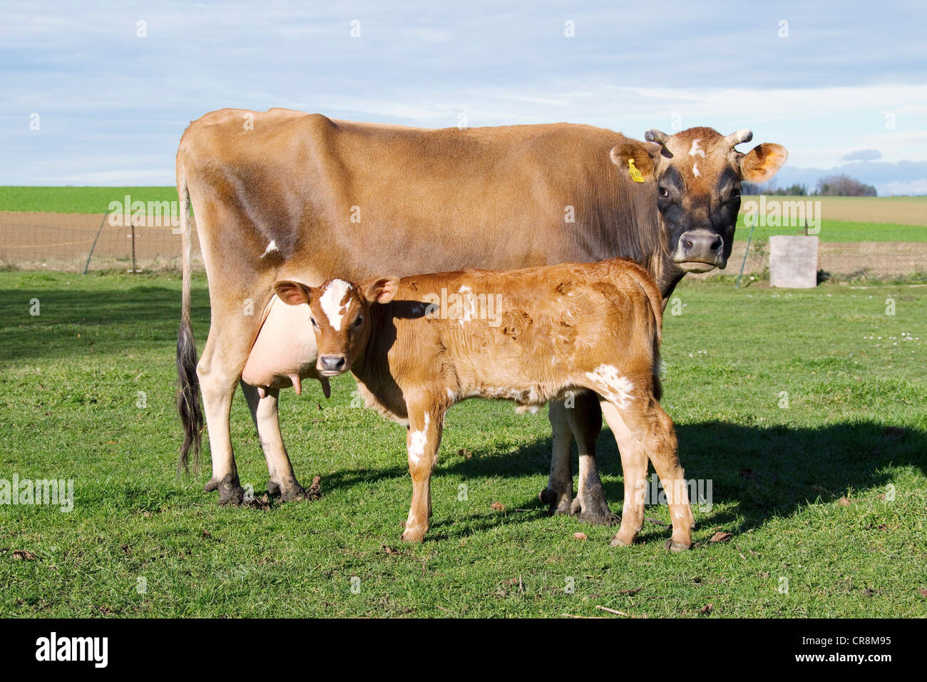 Cow and calf in field Stock Photo - Alamy