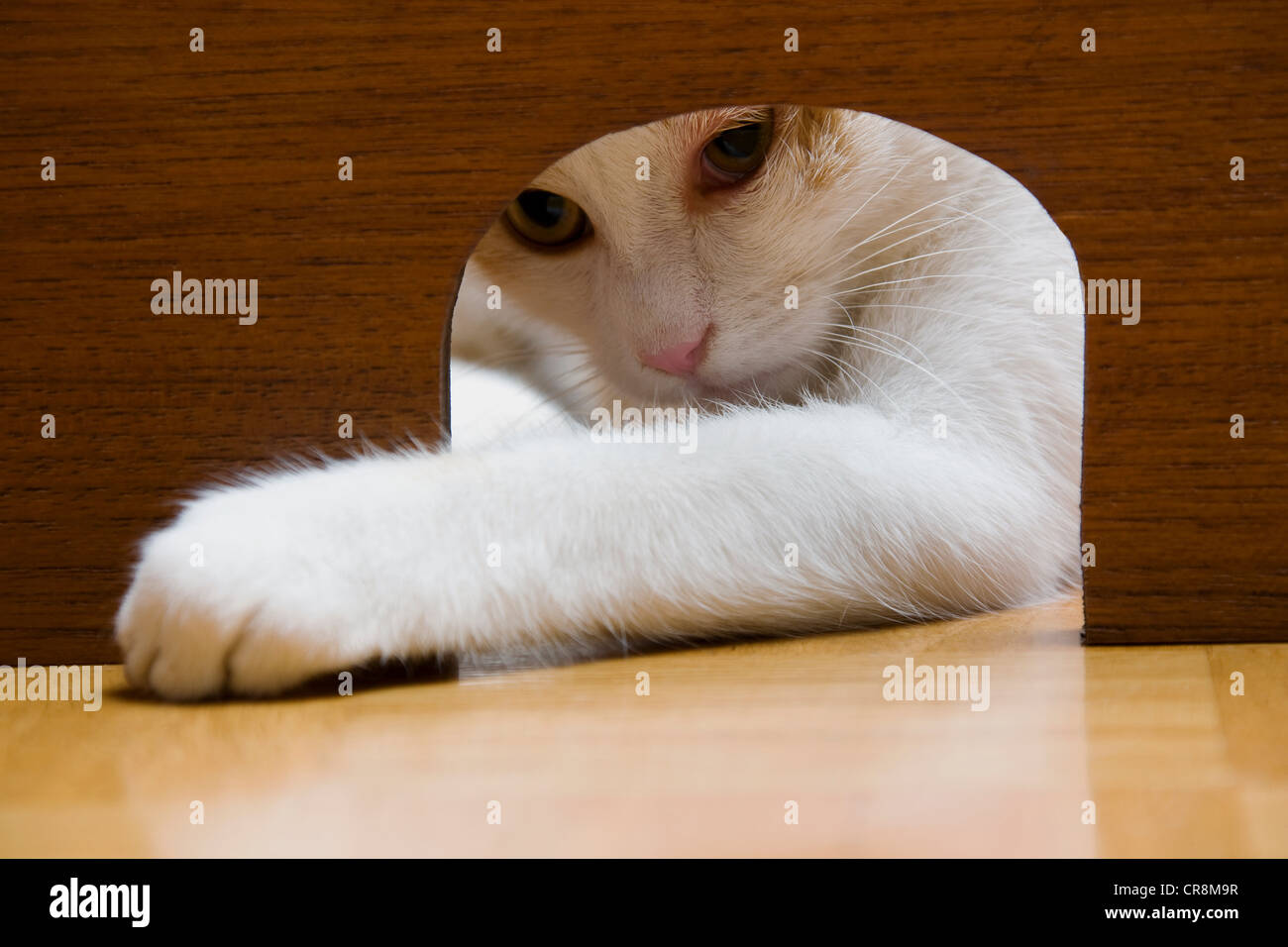 Cat reaching paw through mouse hole Stock Photo