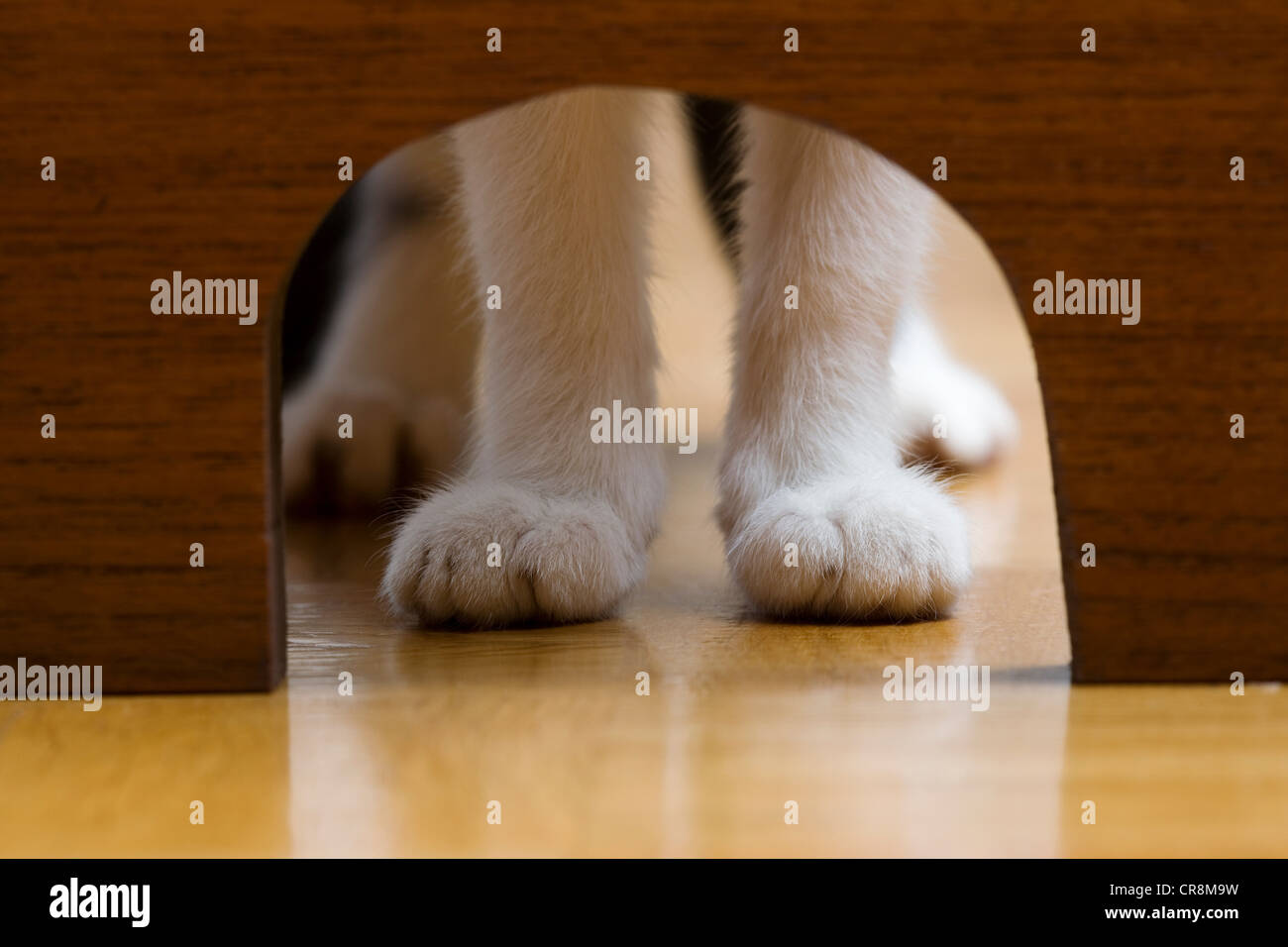Cats Paws And Mouse Hole Stock Photo 48749397 Alamy