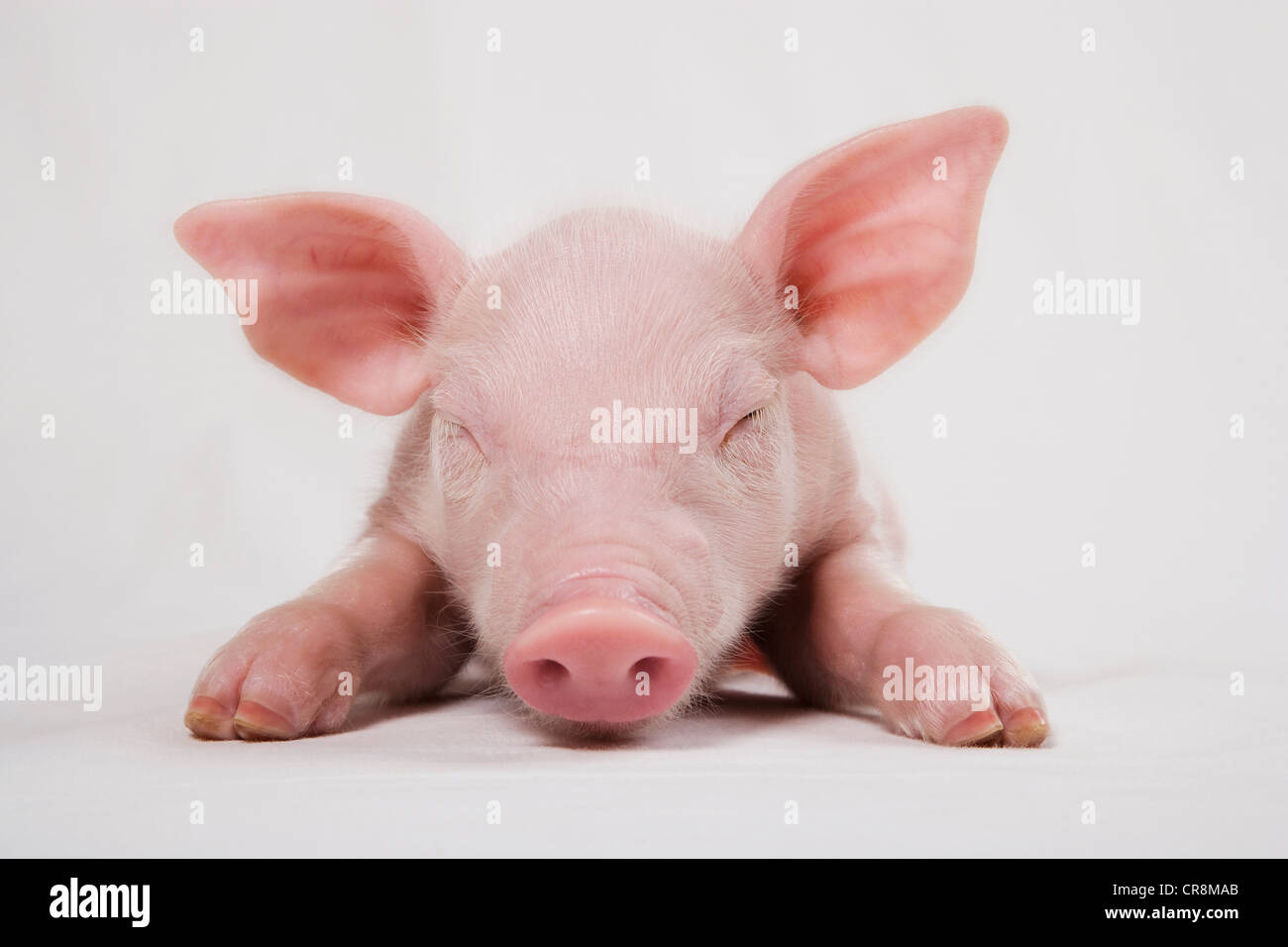 Piglet with eyes closed Stock Photo