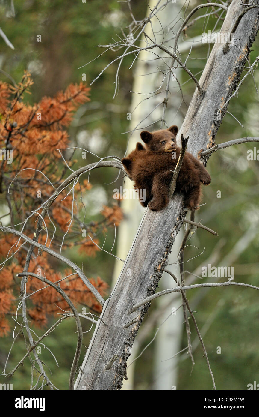American Black bear (Ursus americanus) Two cubs playing in the safety of a dead snag, Jasper National Park, Alberta, Canada Stock Photo