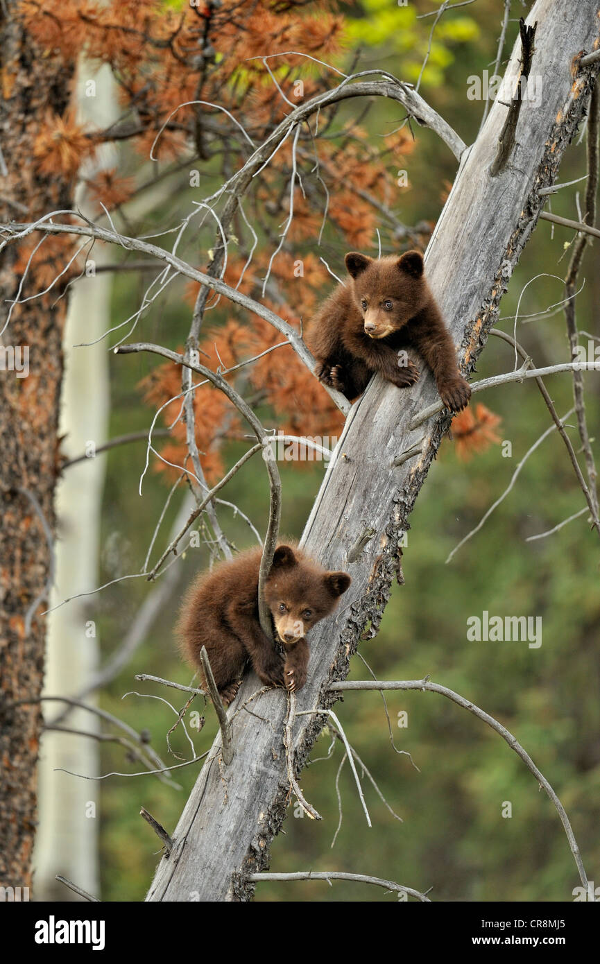 American Black bear (Ursus americanus) Two cubs playing in the safety of a dead snag, Jasper National Park, Alberta, Canada Stock Photo