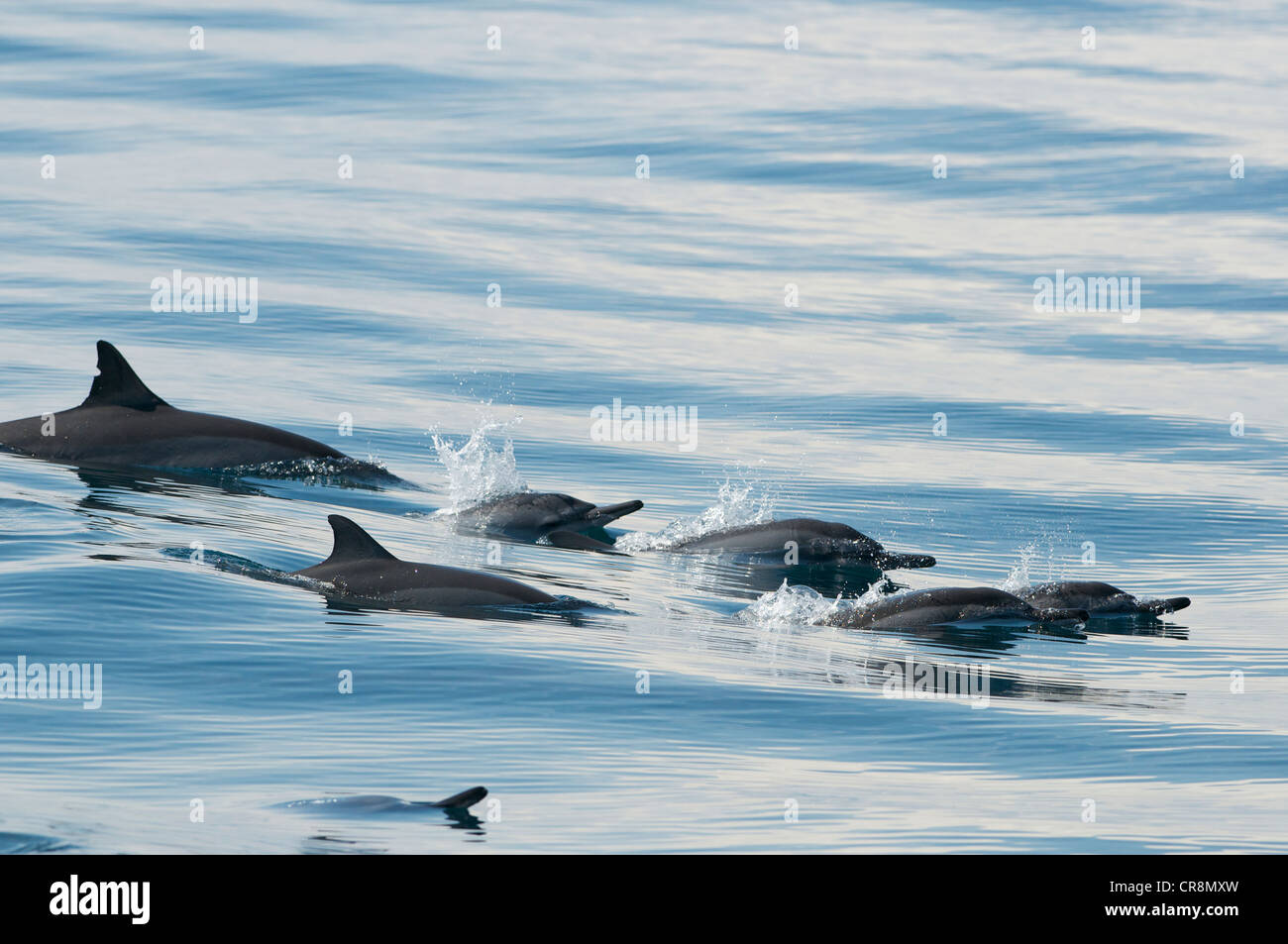 Dolphins, Sri Lanka Stock Photo - Alamy