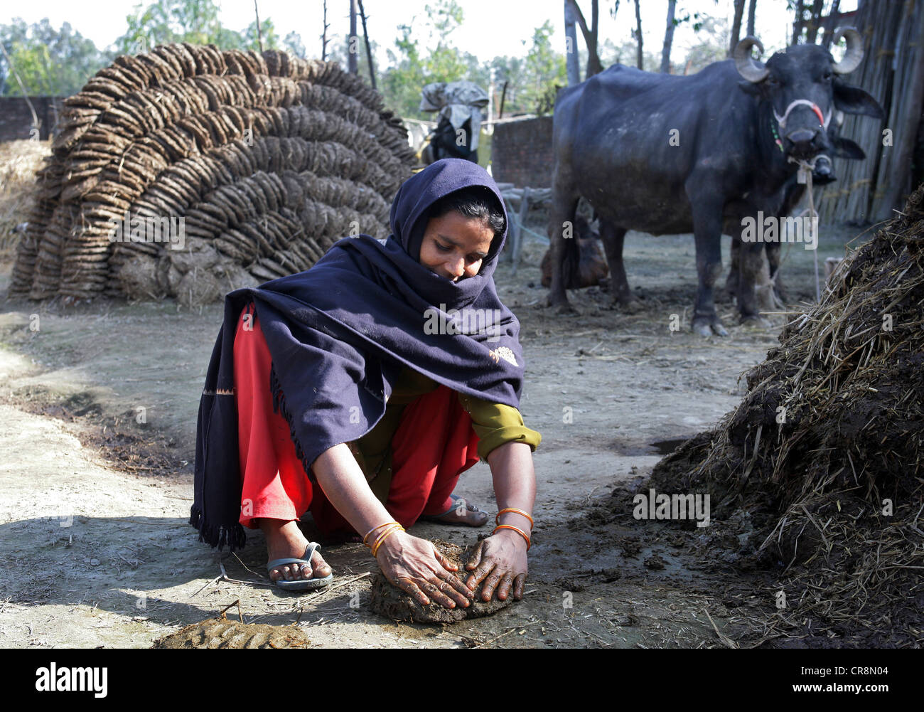 Cow´s dung is flattened to pancakes and dried to be uses as fire fuel. Chunnawala Village, Rampur Region, Uttar Pradesh, India Stock Photo