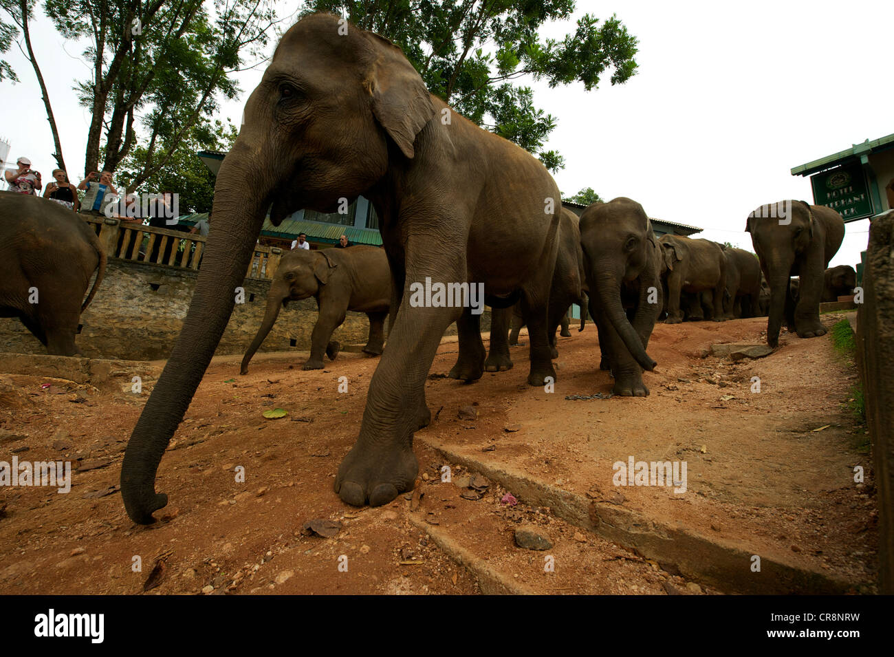 Elephants walking to have a bath, Elephant Orphanage, Pinnawala, Sri Lanka Stock Photo