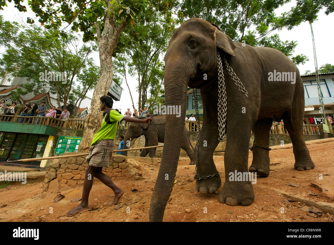 Elephants walking to have a bath, Elephant Orphanage, Pinnawala, Sri